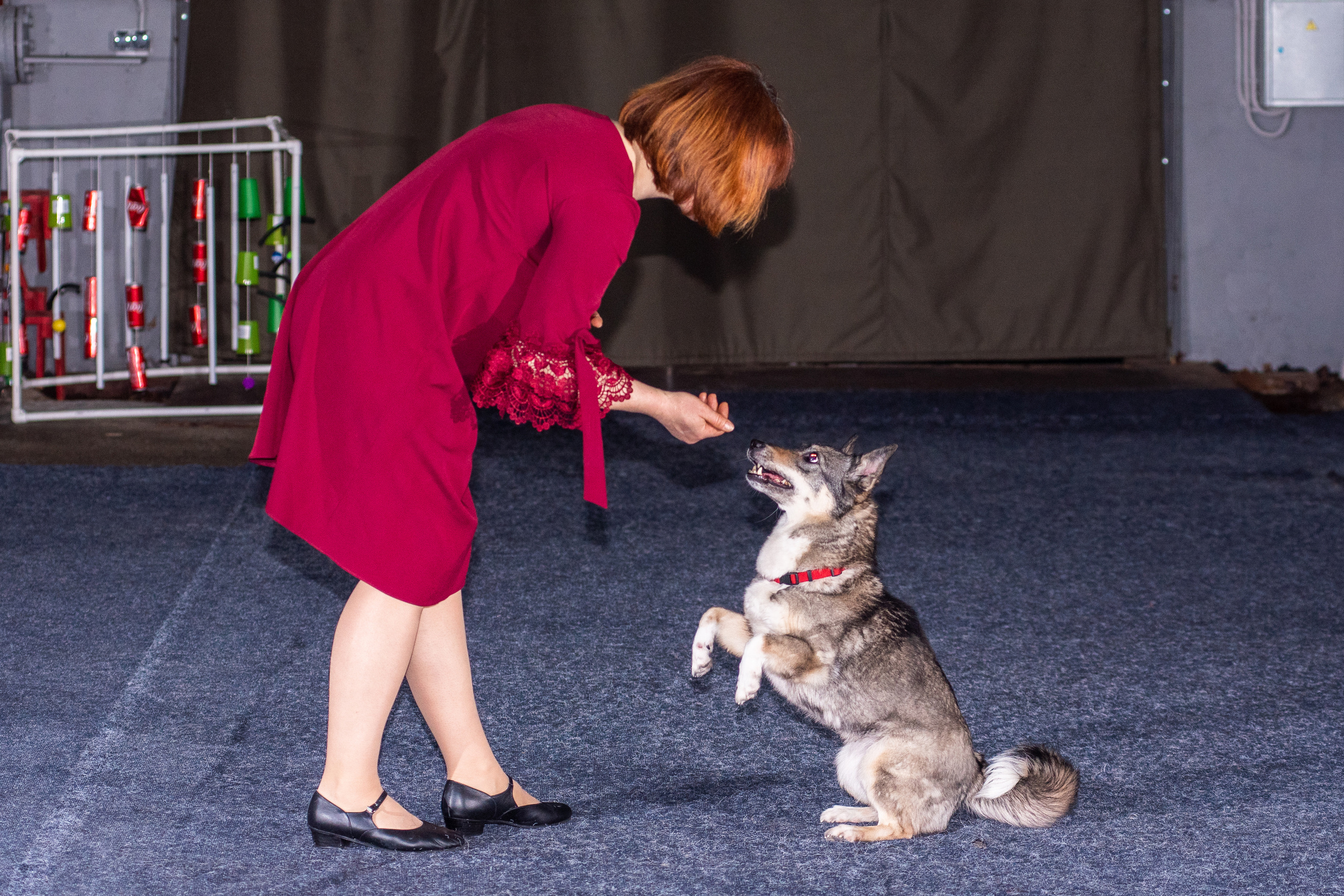 Танцы с собаками!. Дог-фотограф в Тюмени Александра Королева