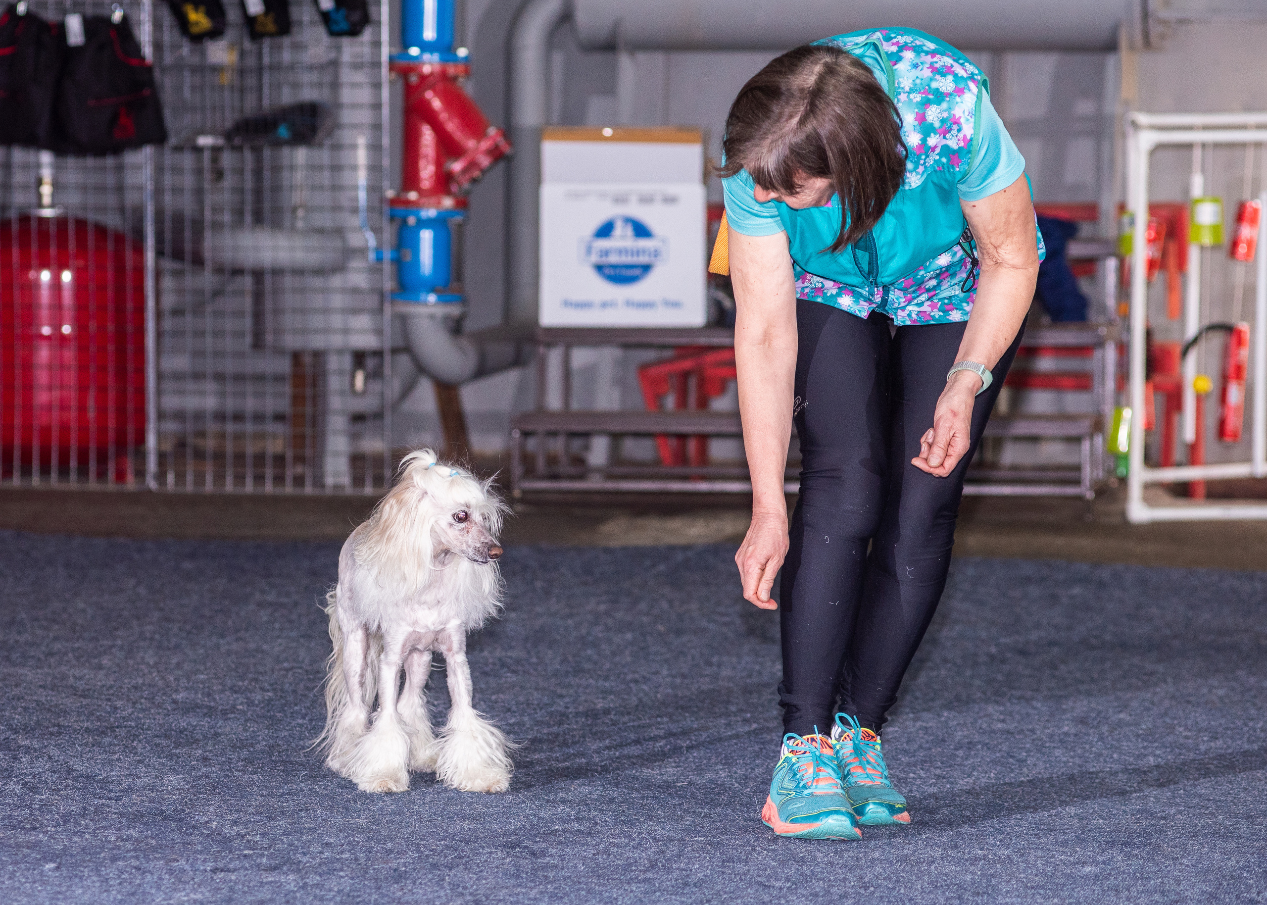 Танцы с собаками!. Дог-фотограф в Тюмени Александра Королева