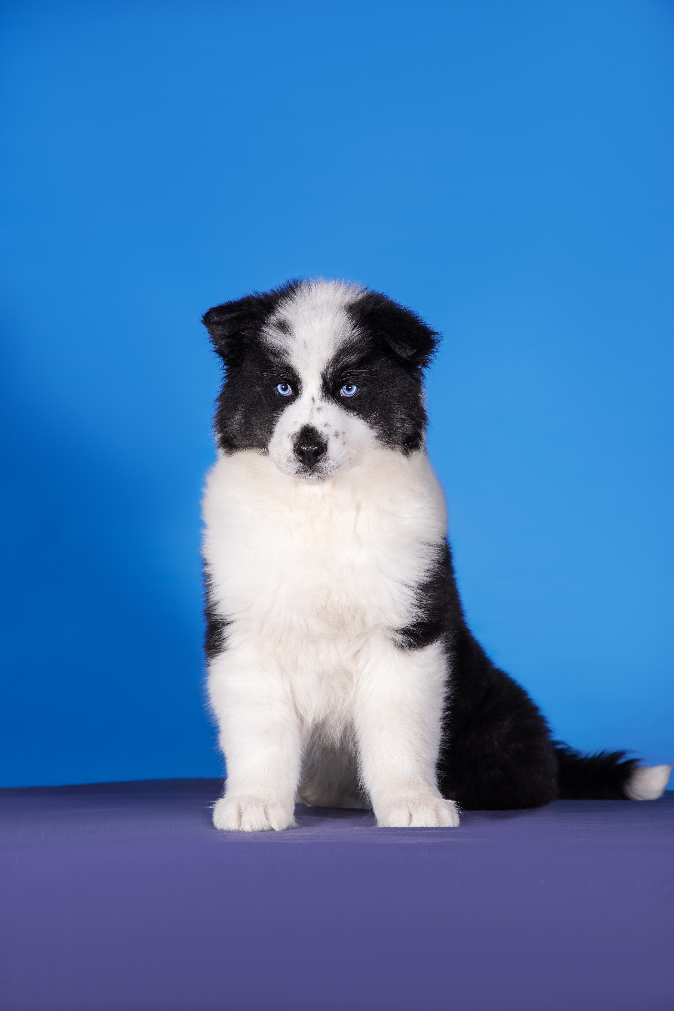 Якутята. Дог-фотограф в Тюмени Александра Королева