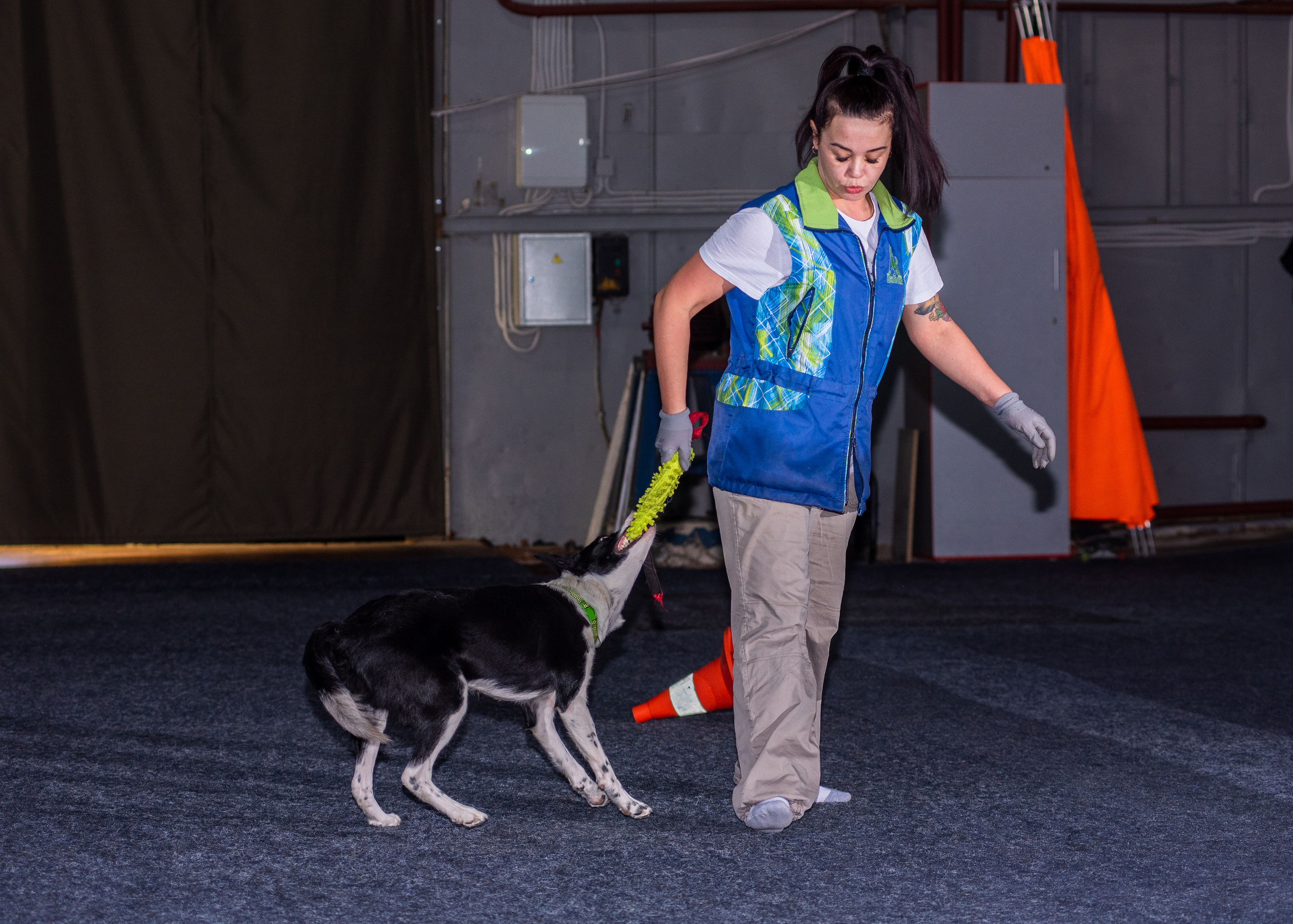 Танцы с собаками!. Дог-фотограф в Тюмени Александра Королева