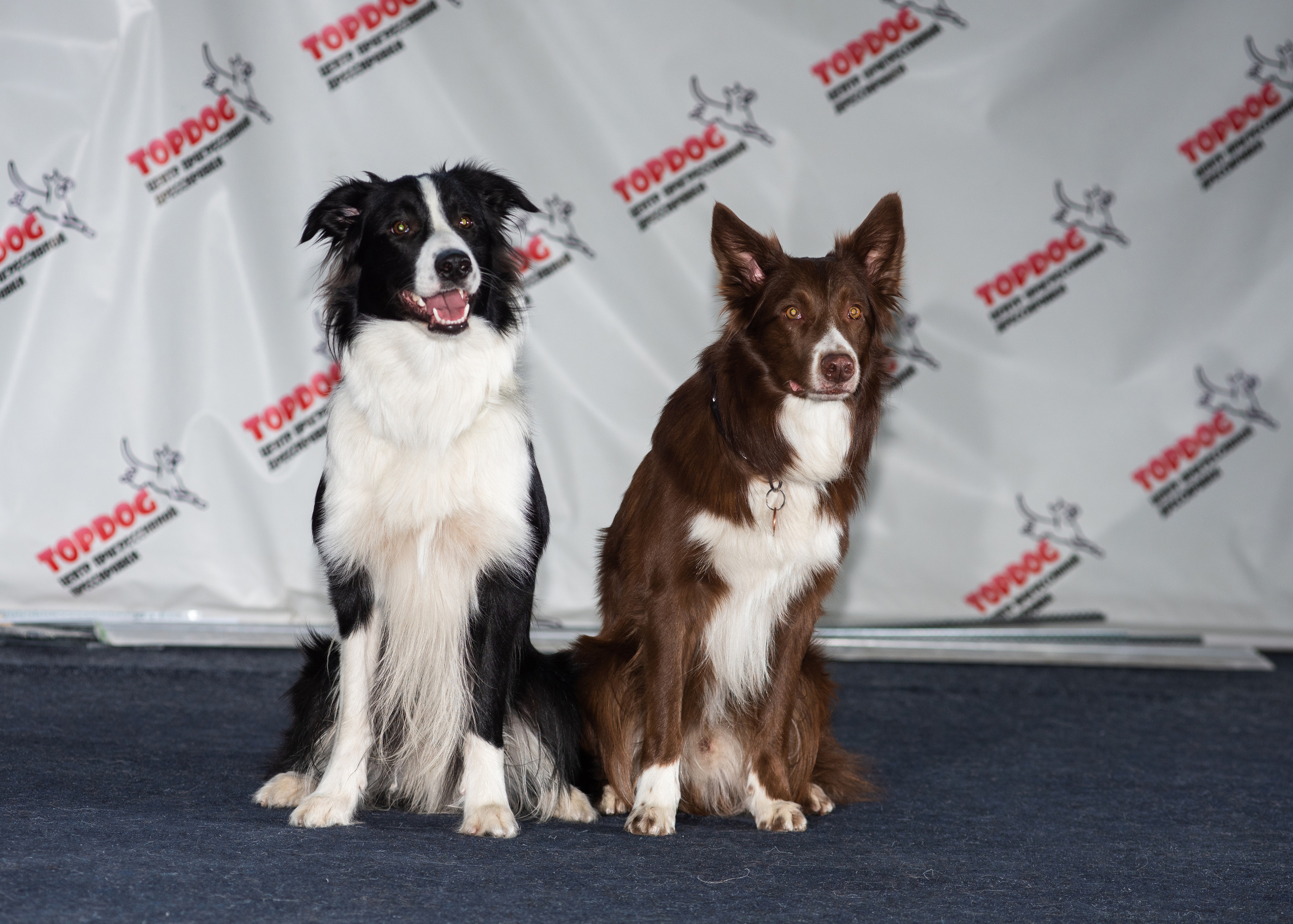 Танцы с собаками!. Дог-фотограф в Тюмени Александра Королева
