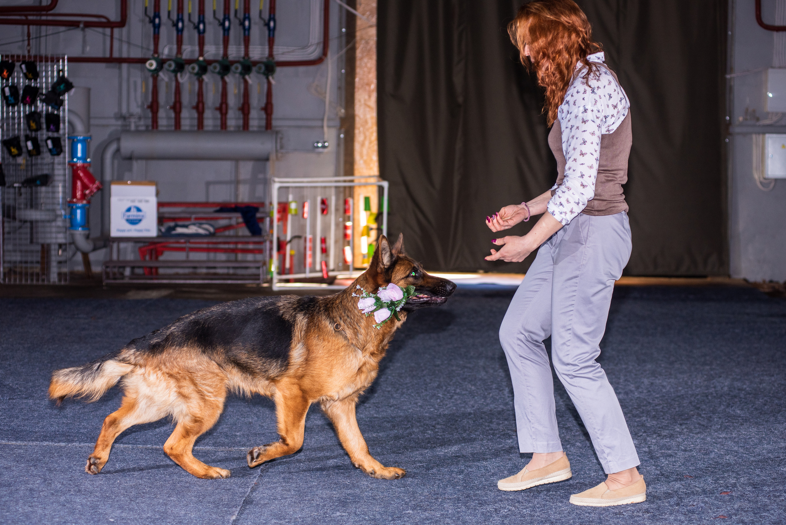 Танцы с собаками!. Дог-фотограф в Тюмени Александра Королева