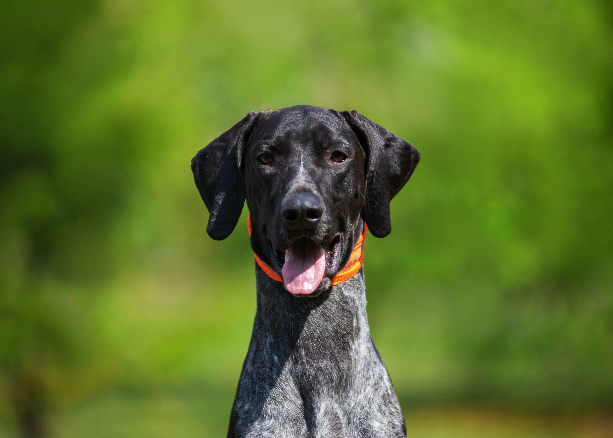 Летние пятнистые весельчаки). Дог-фотограф в Тюмени Александра Королева