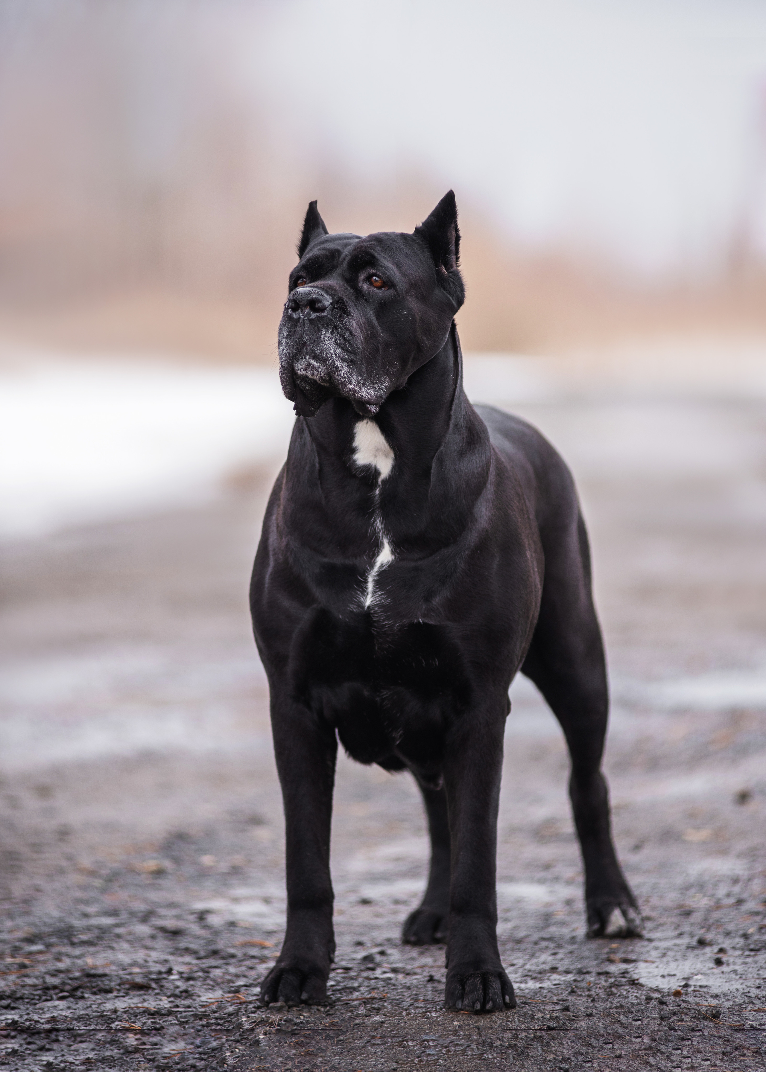Кане корсо. Дог-фотограф в Тюмени Александра Королева
