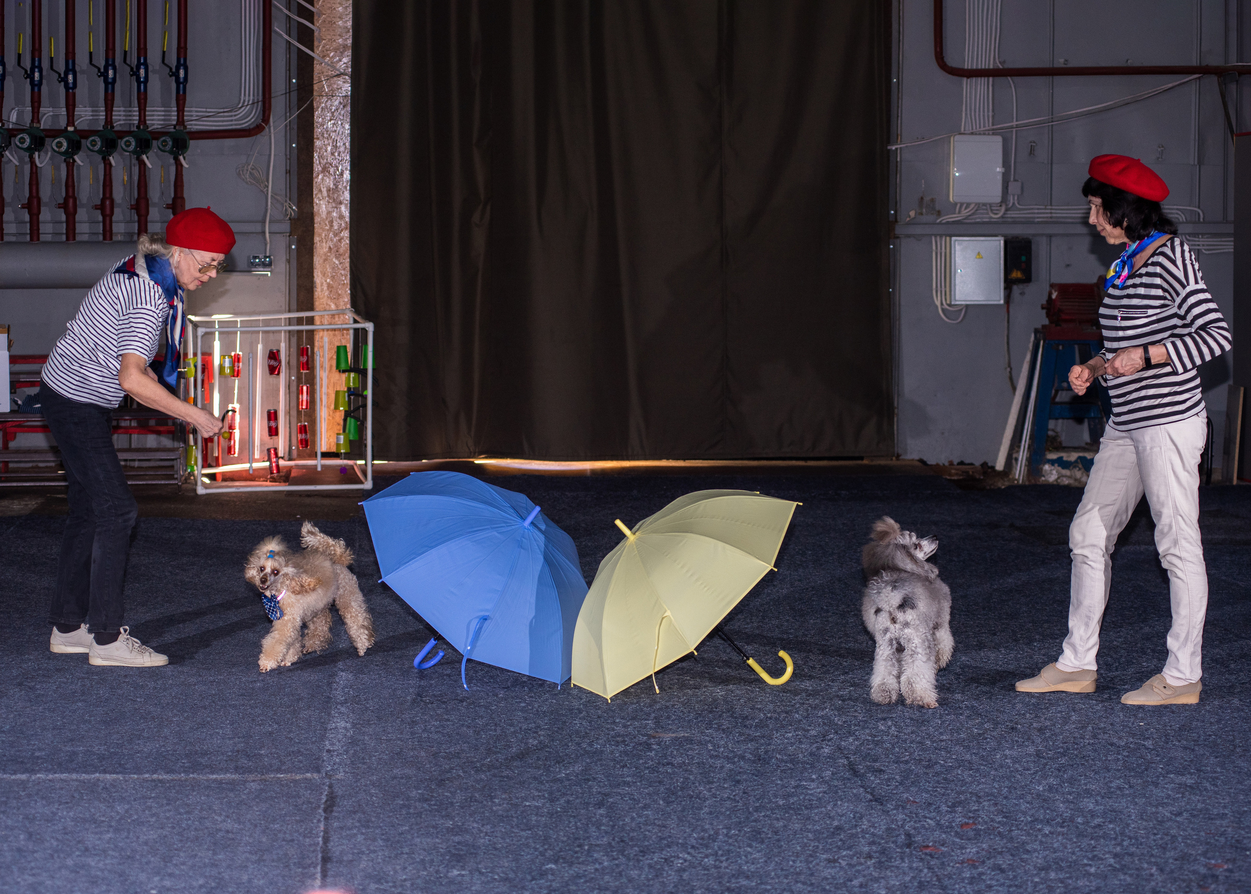 Танцы с собаками!. Дог-фотограф в Тюмени Александра Королева