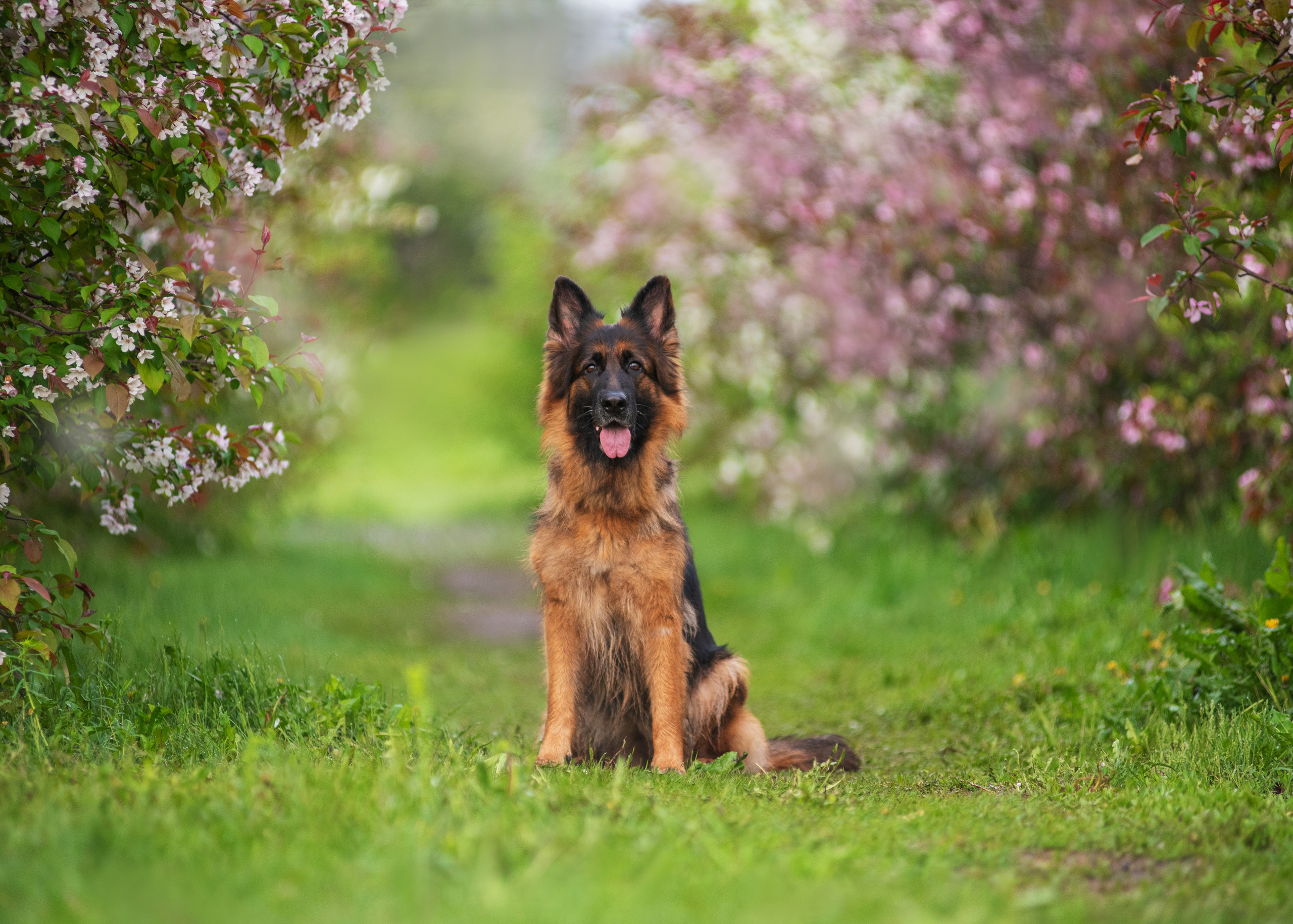 Овчарка в яблонях. Дог-фотограф в Тюмени Александра Королева