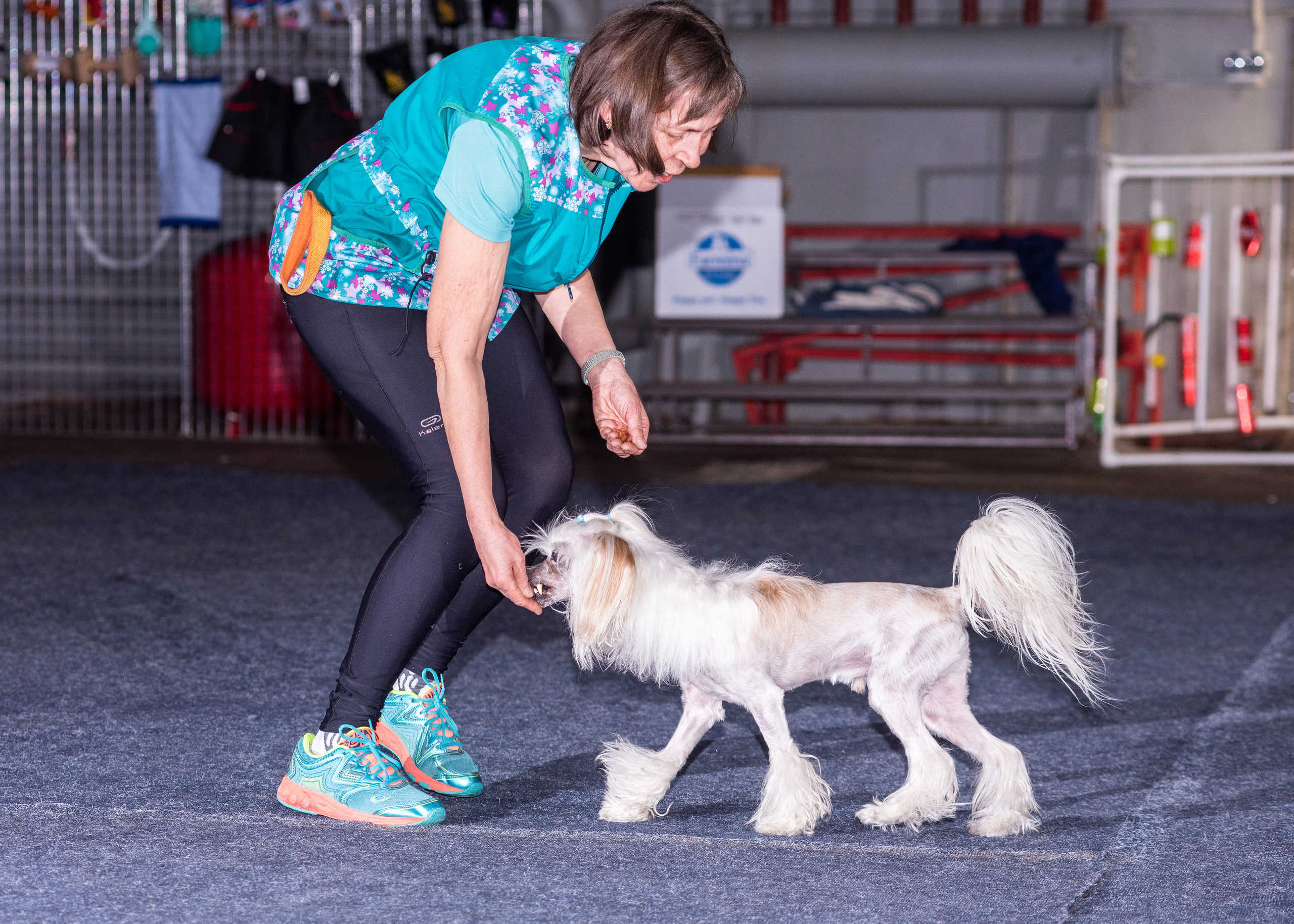 Танцы с собаками!. Дог-фотограф в Тюмени Александра Королева