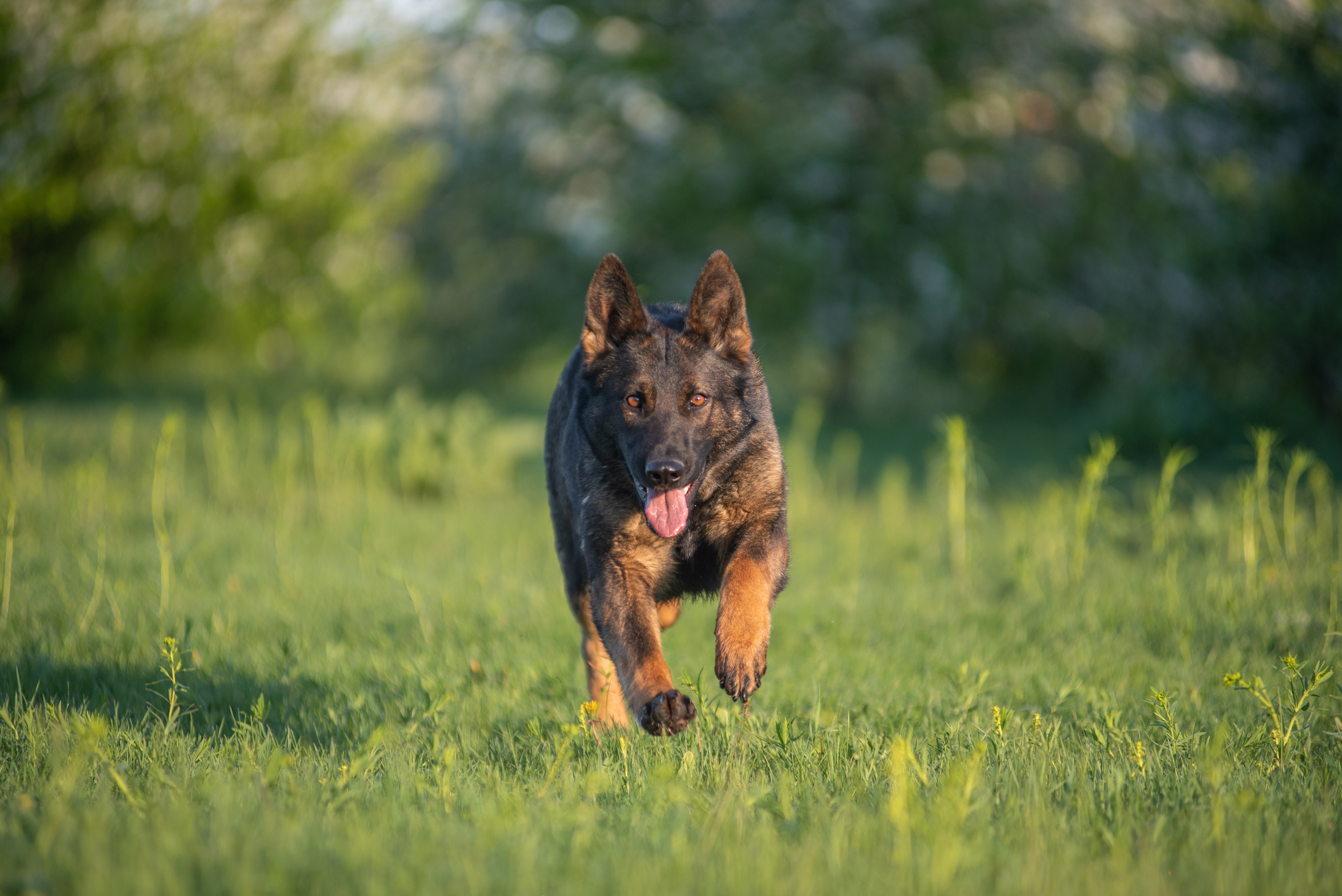 Весенняя овчарка. Дог-фотограф в Тюмени Александра Королева