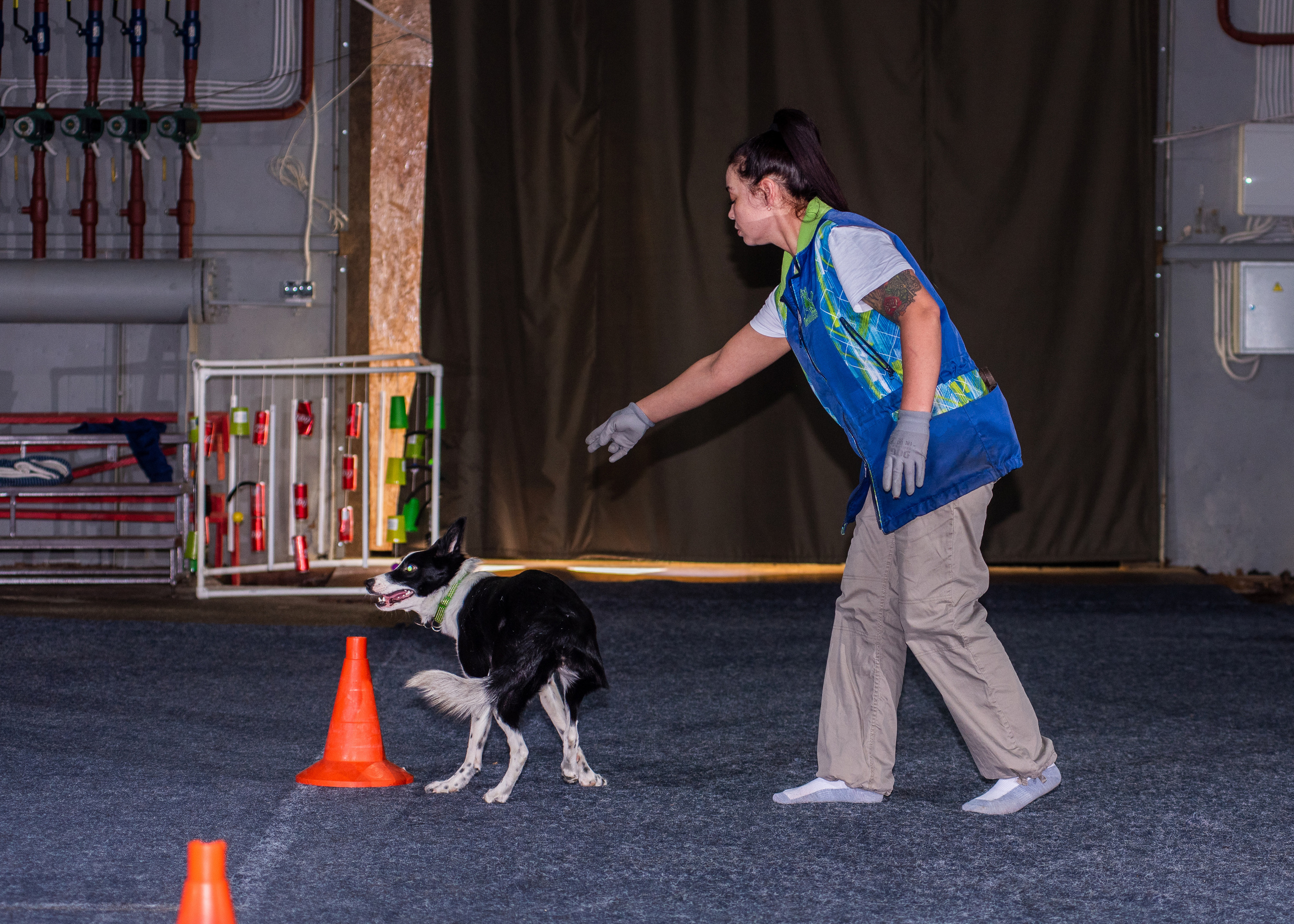 Танцы с собаками!. Дог-фотограф в Тюмени Александра Королева