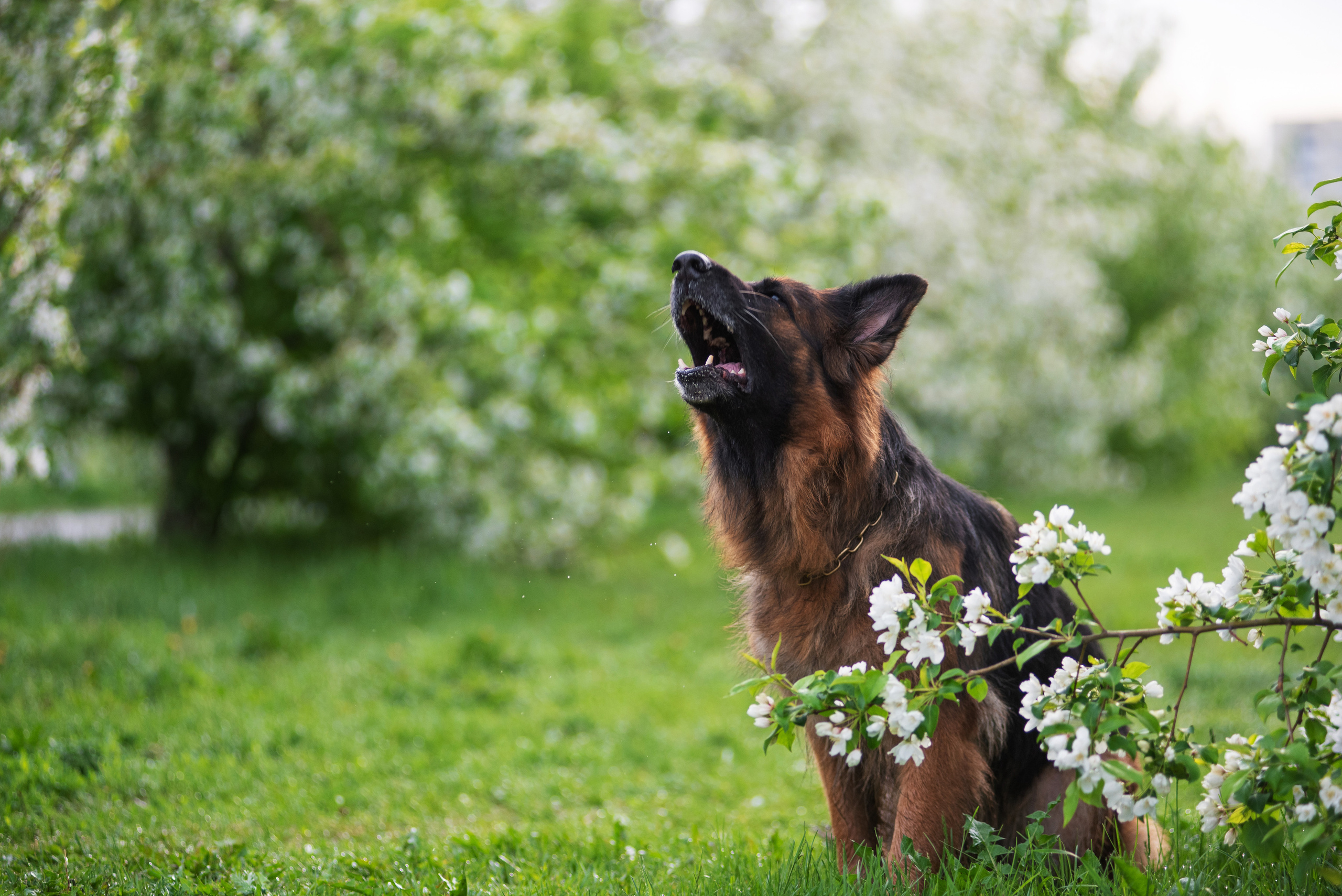 Овчарка в яблонях. Дог-фотограф в Тюмени Александра Королева