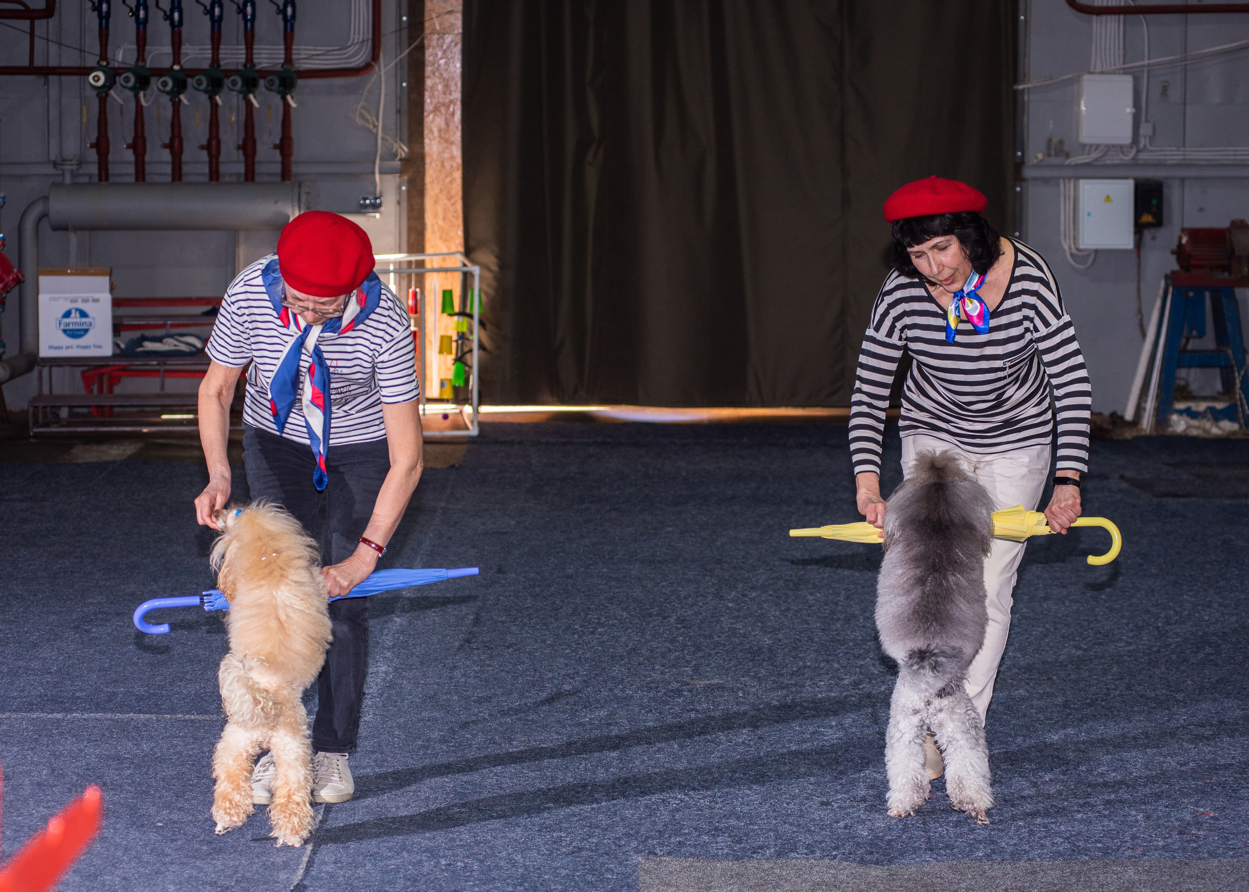 Танцы с собаками!. Дог-фотограф в Тюмени Александра Королева