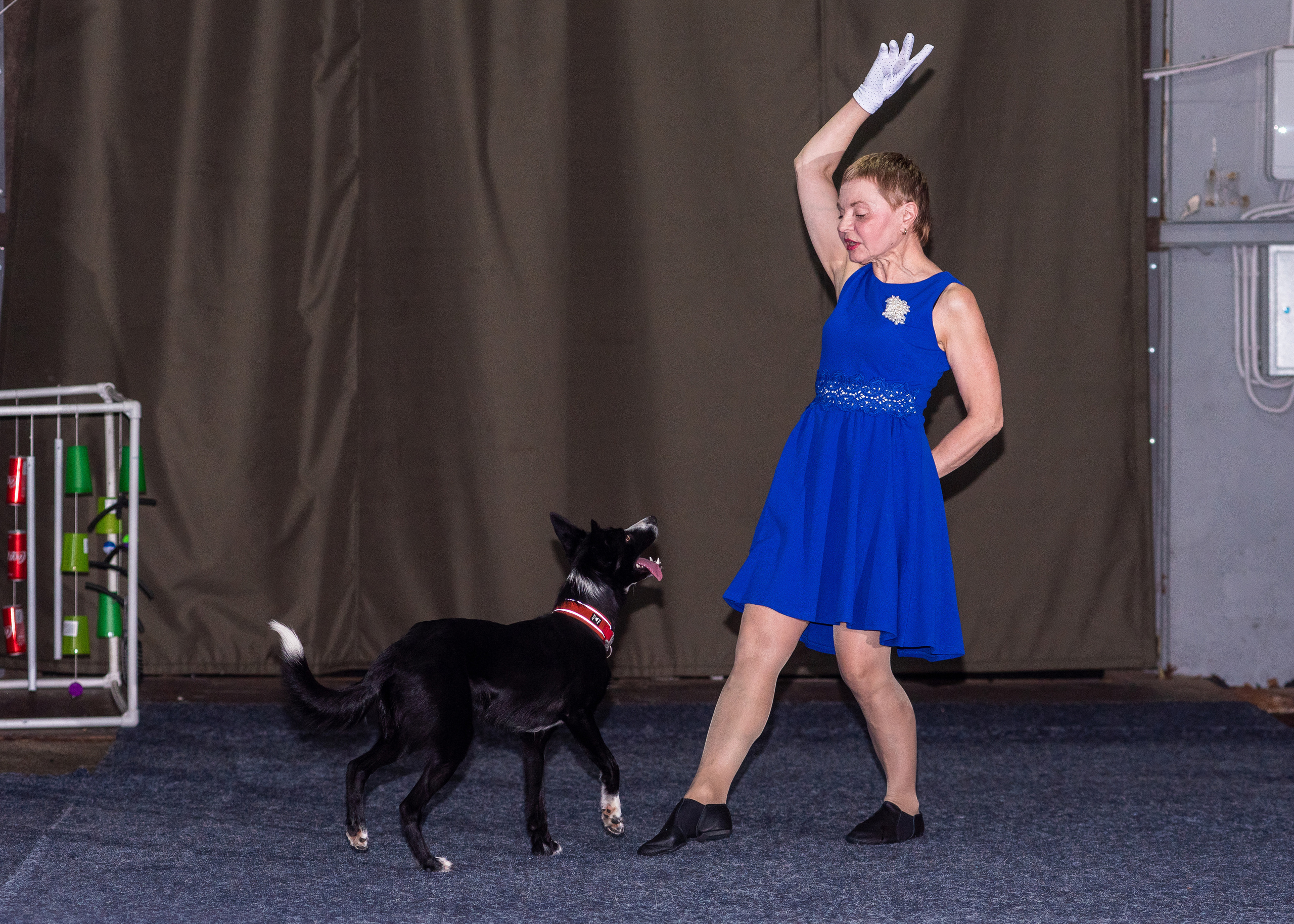 Танцы с собаками!. Дог-фотограф в Тюмени Александра Королева