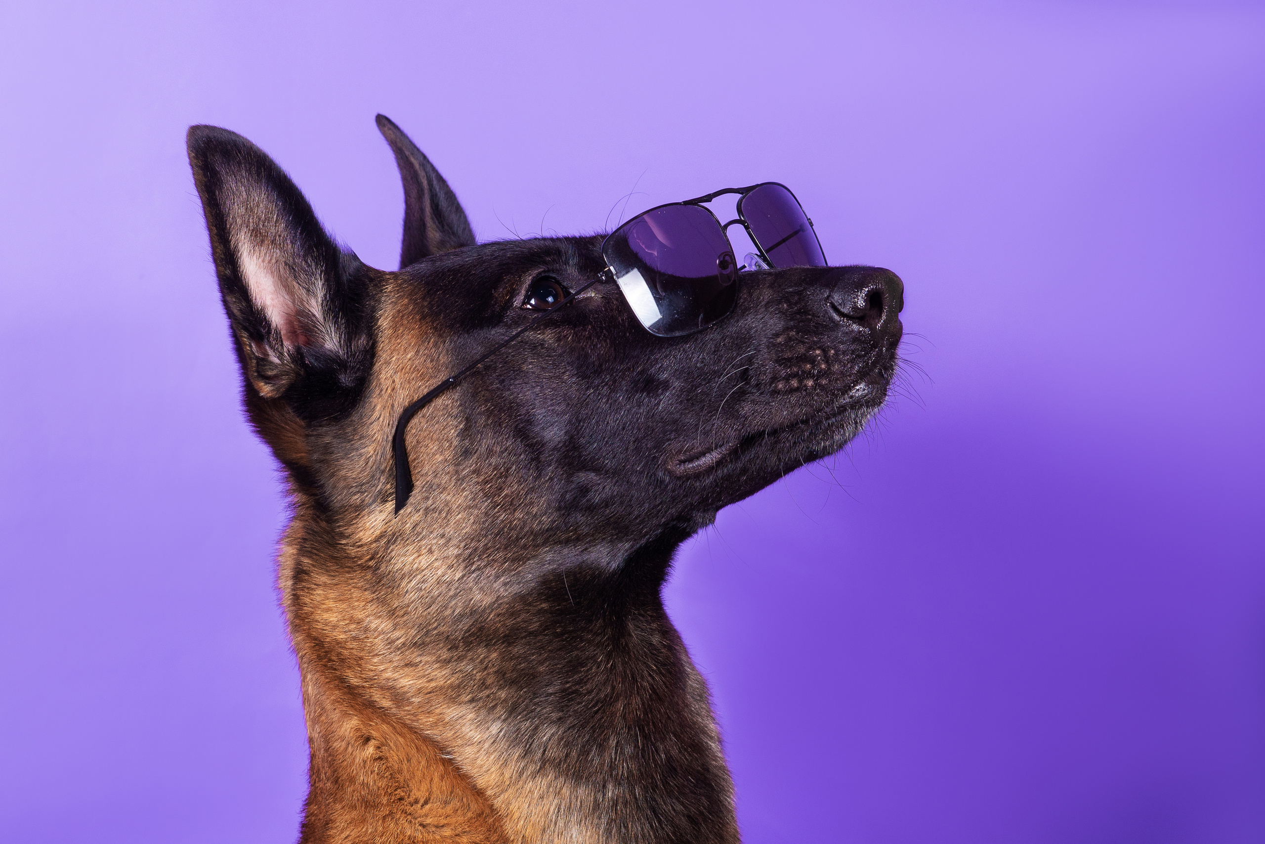 Модная малинуа. Дог-фотограф в Тюмени Александра Королева