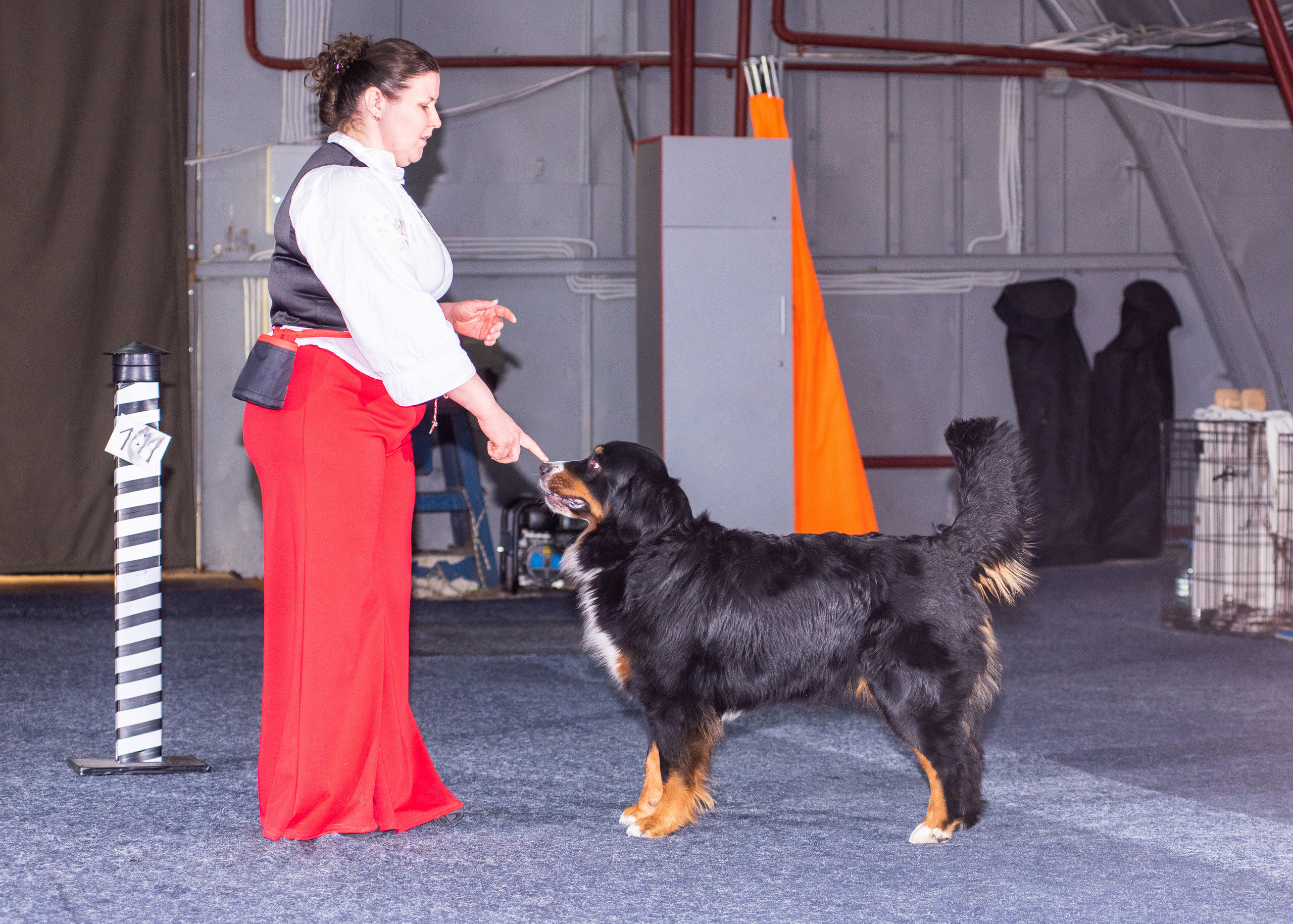 Танцы с собаками!. Дог-фотограф в Тюмени Александра Королева