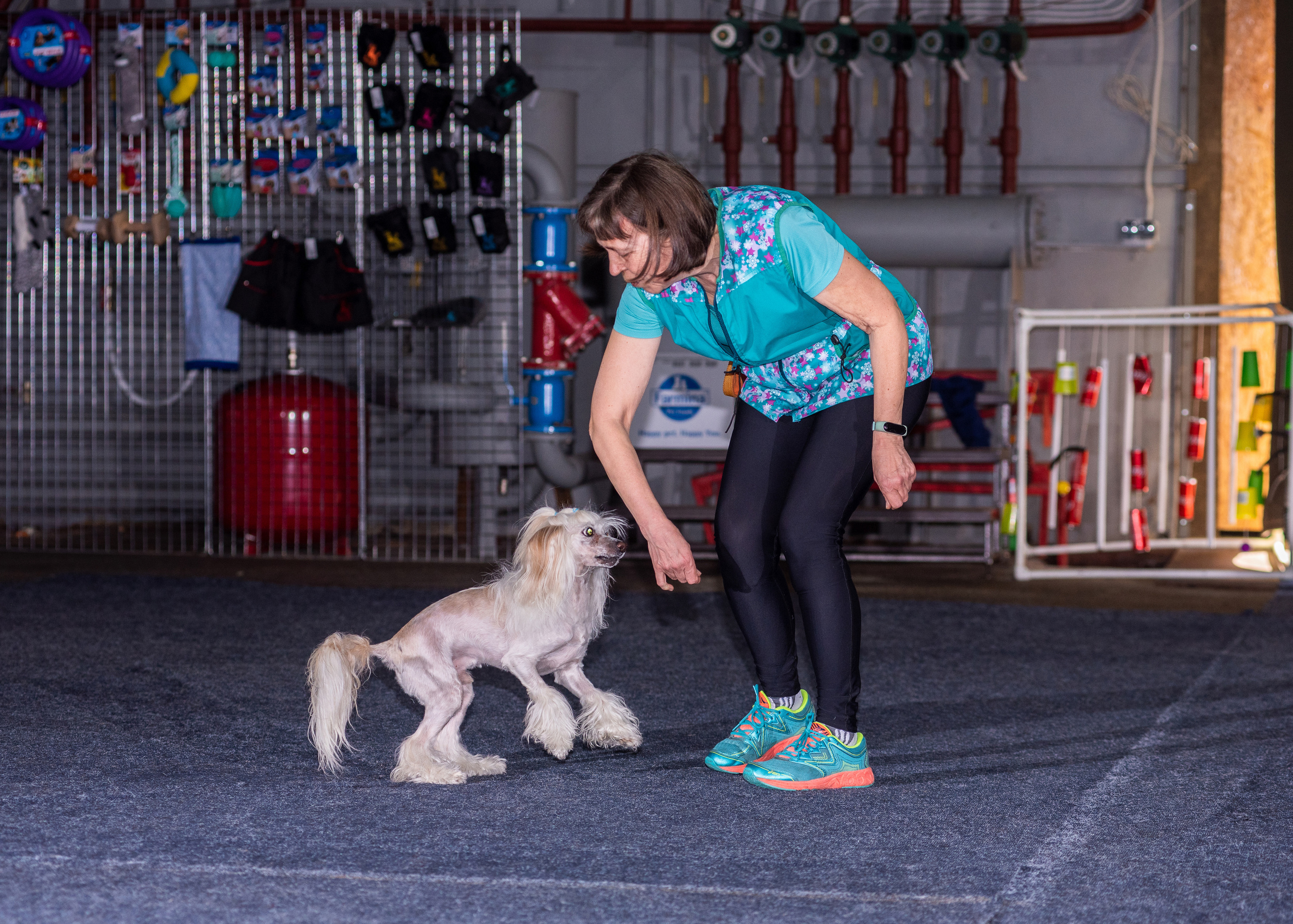 Танцы с собаками!. Дог-фотограф в Тюмени Александра Королева