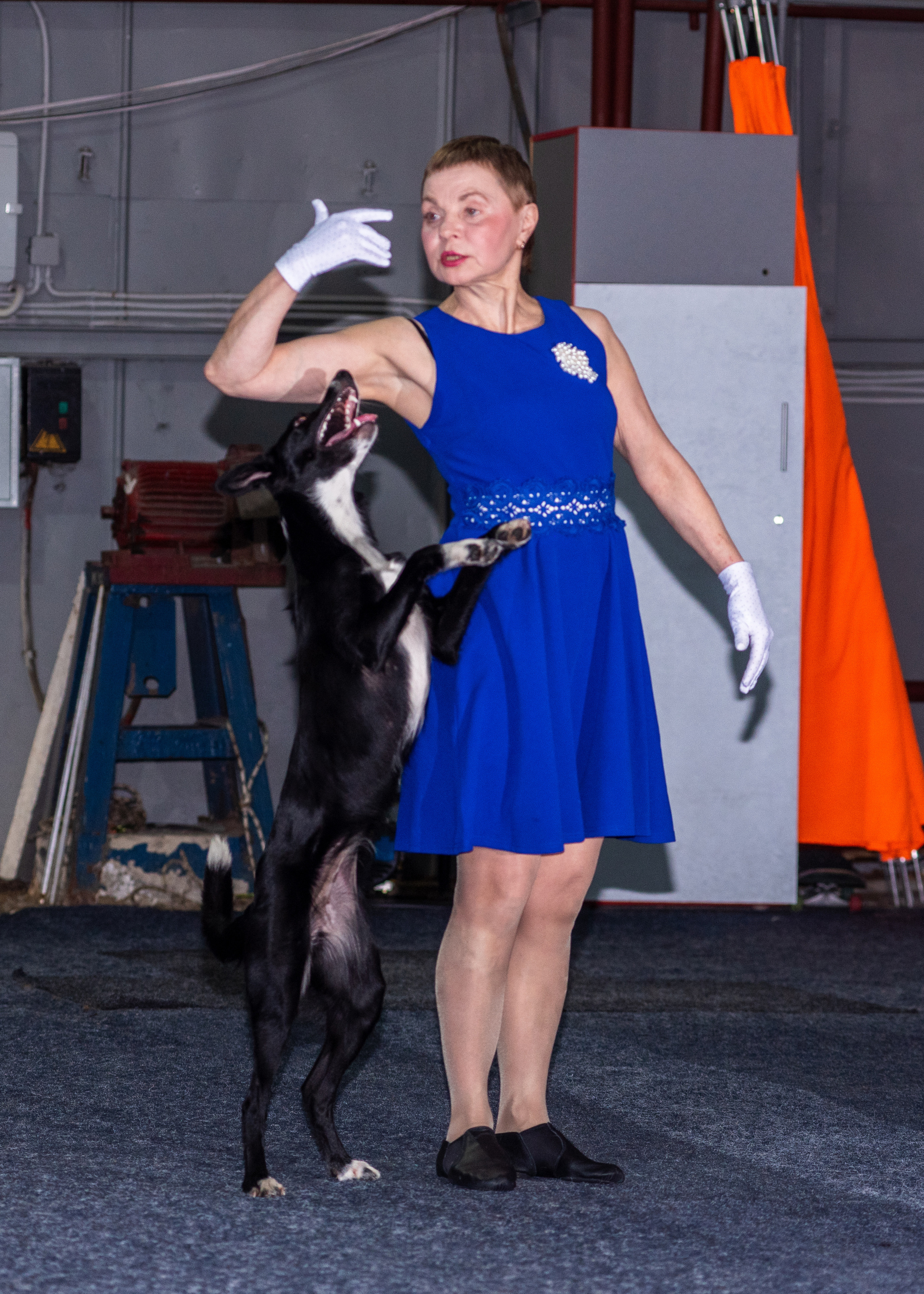 Танцы с собаками!. Дог-фотограф в Тюмени Александра Королева