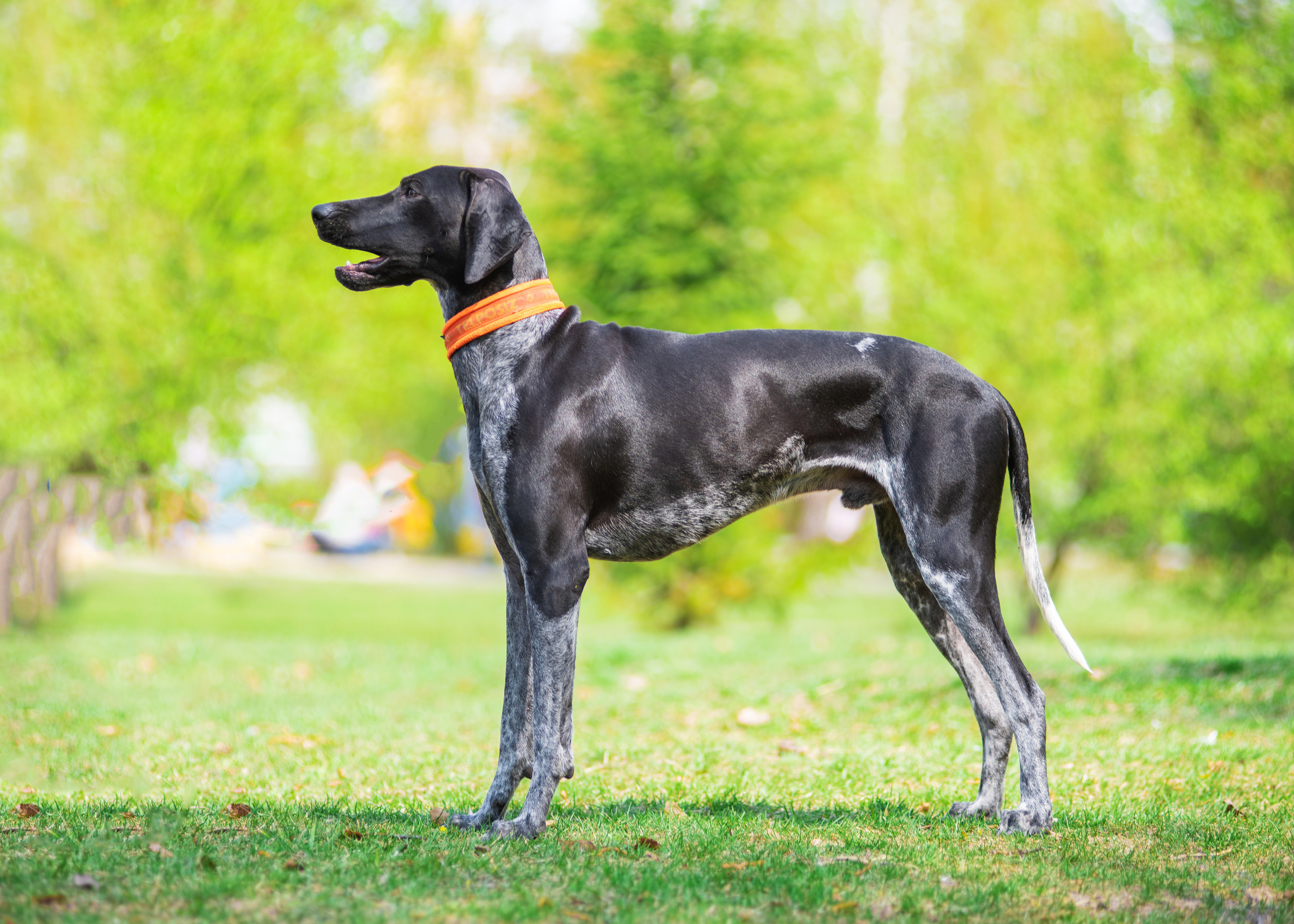 Летние пятнистые весельчаки). Дог-фотограф в Тюмени Александра Королева