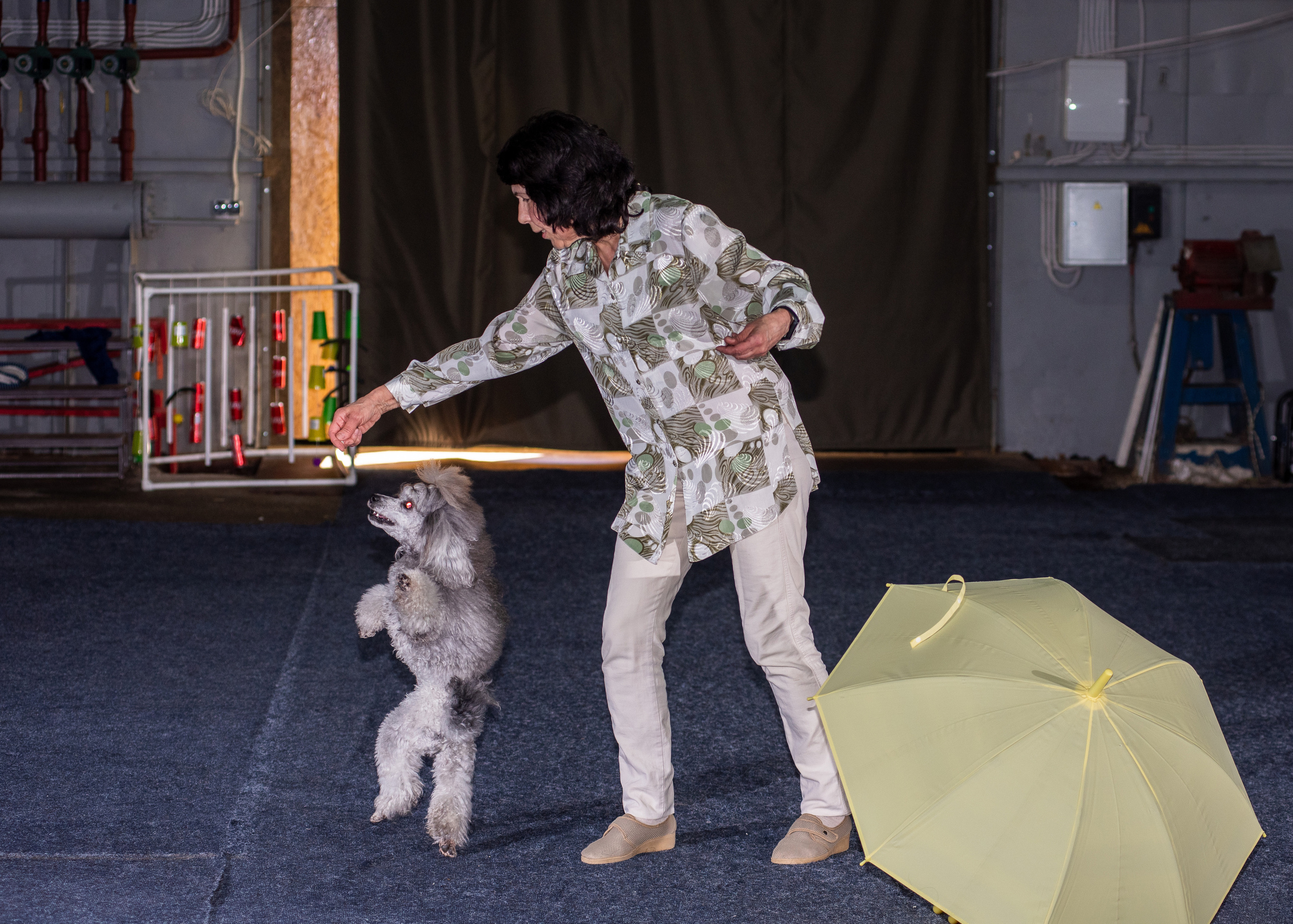 Танцы с собаками!. Дог-фотограф в Тюмени Александра Королева