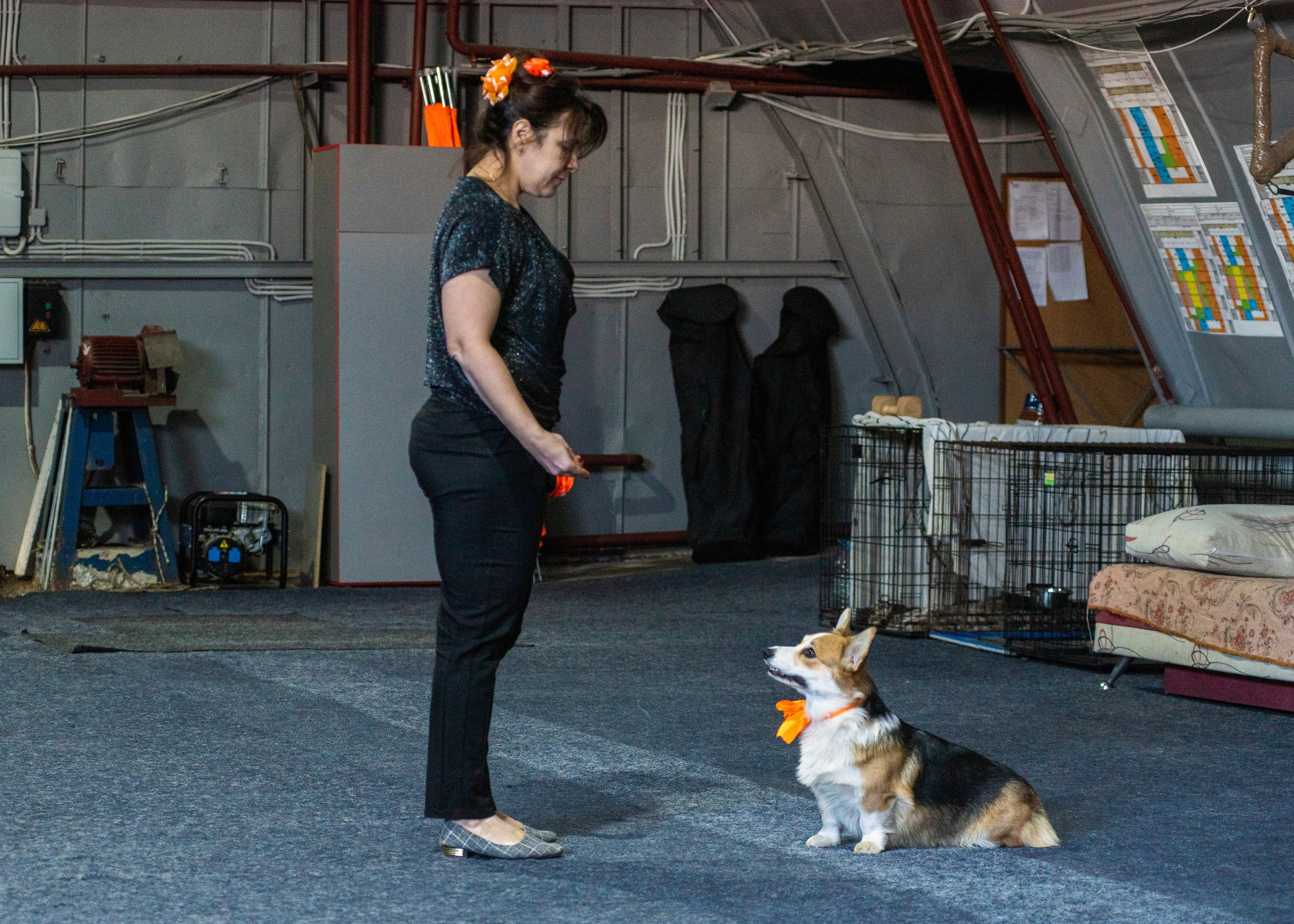 Танцы с собаками!. Дог-фотограф в Тюмени Александра Королева