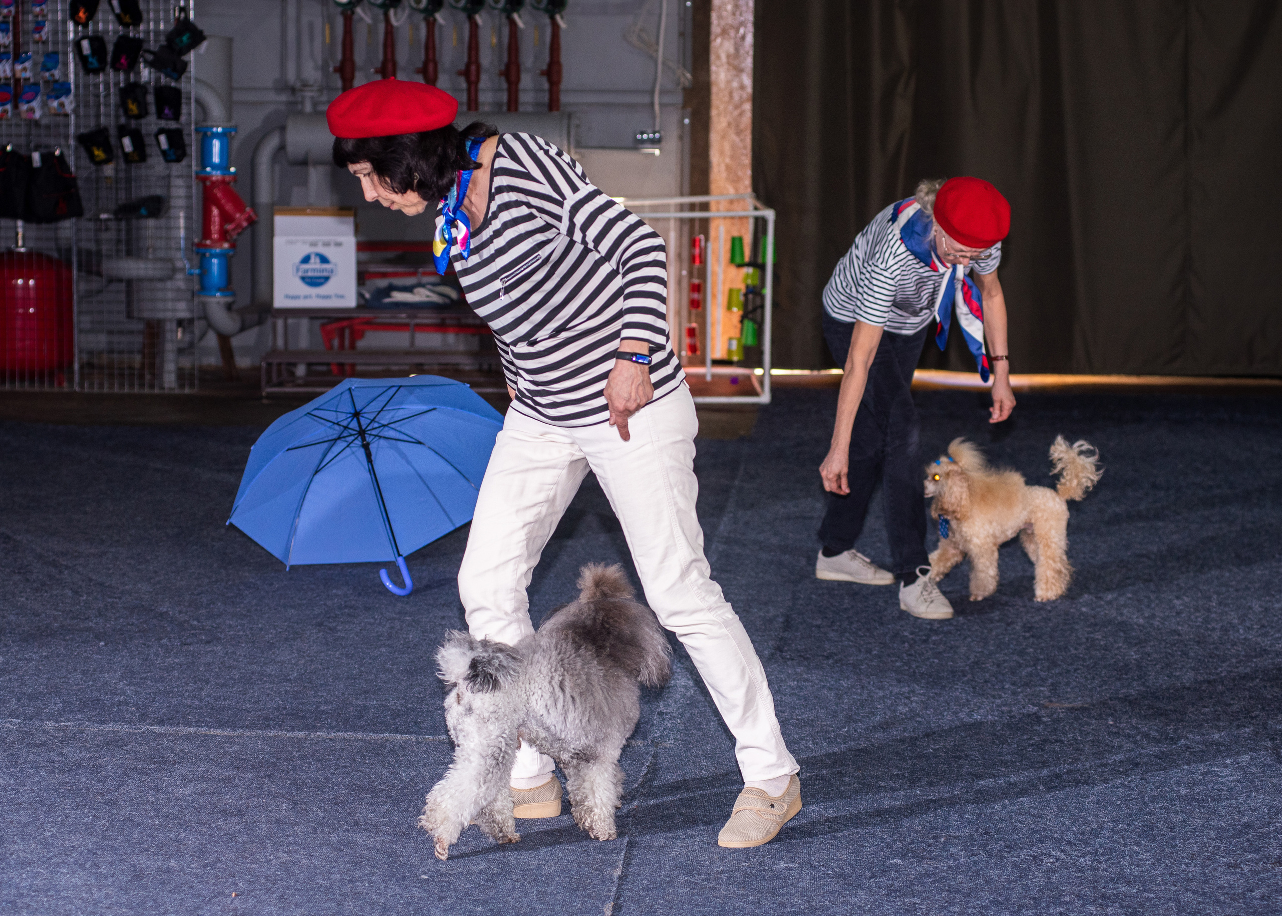 Танцы с собаками!. Дог-фотограф в Тюмени Александра Королева