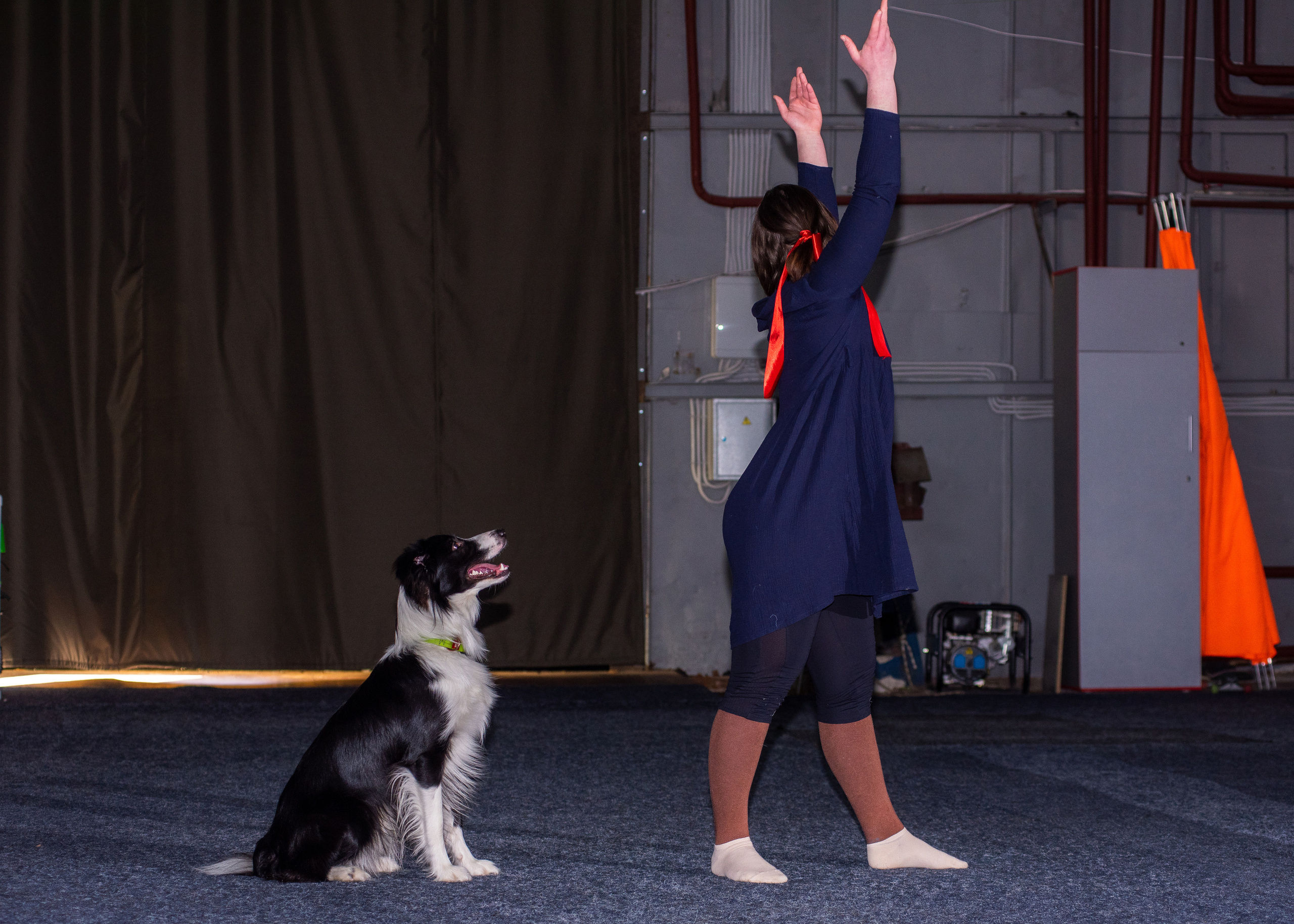 Танцы с собаками!. Дог-фотограф в Тюмени Александра Королева