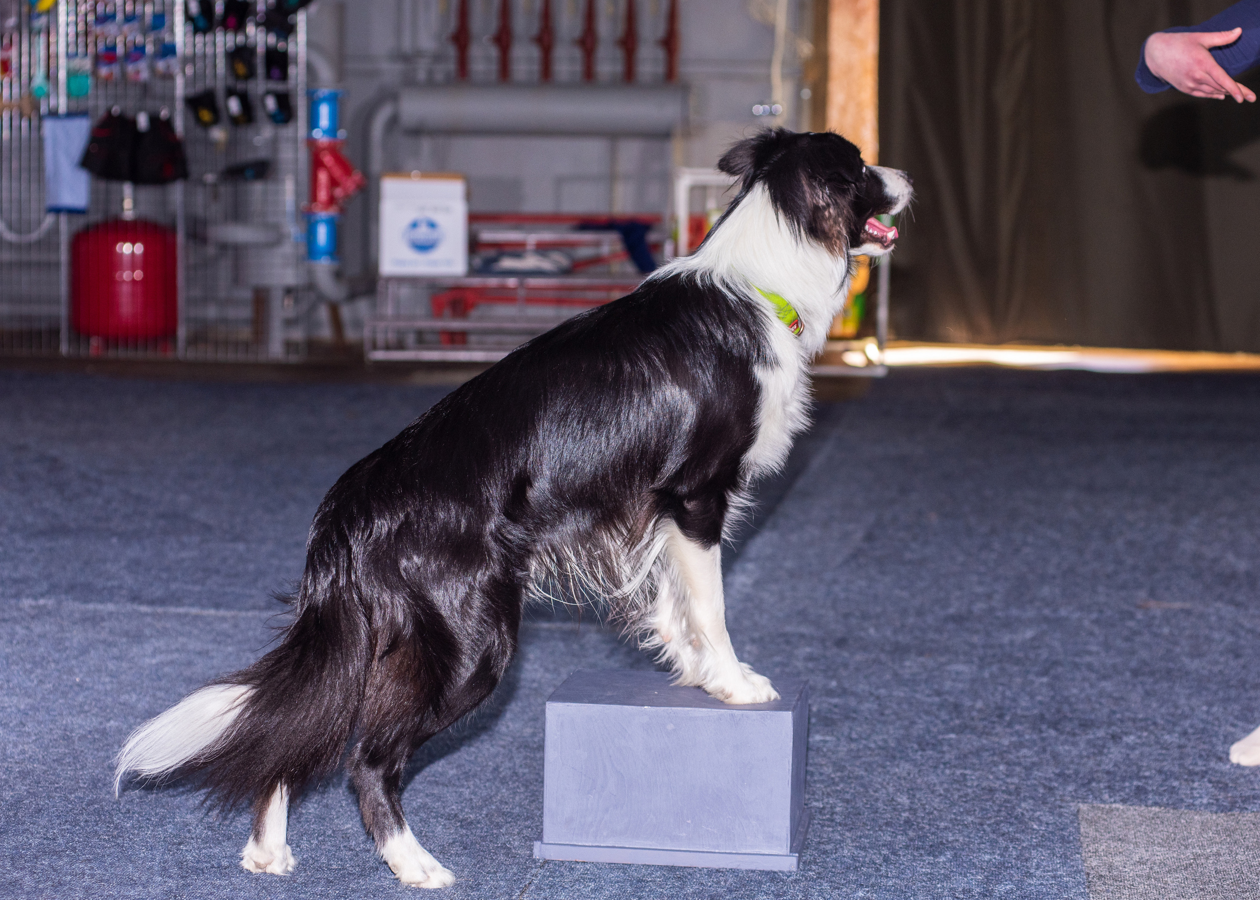 Танцы с собаками!. Дог-фотограф в Тюмени Александра Королева