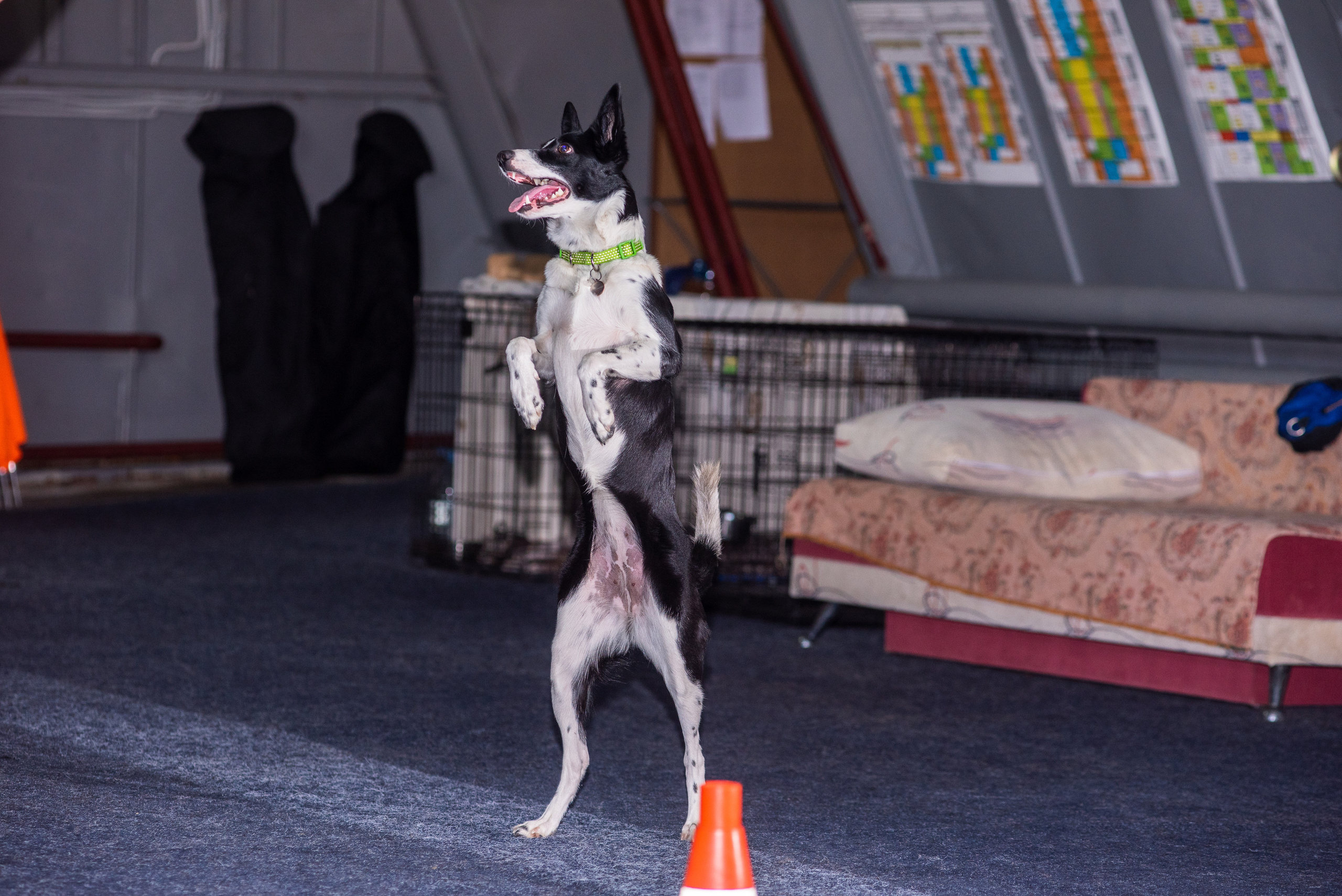 Танцы с собаками!. Дог-фотограф в Тюмени Александра Королева