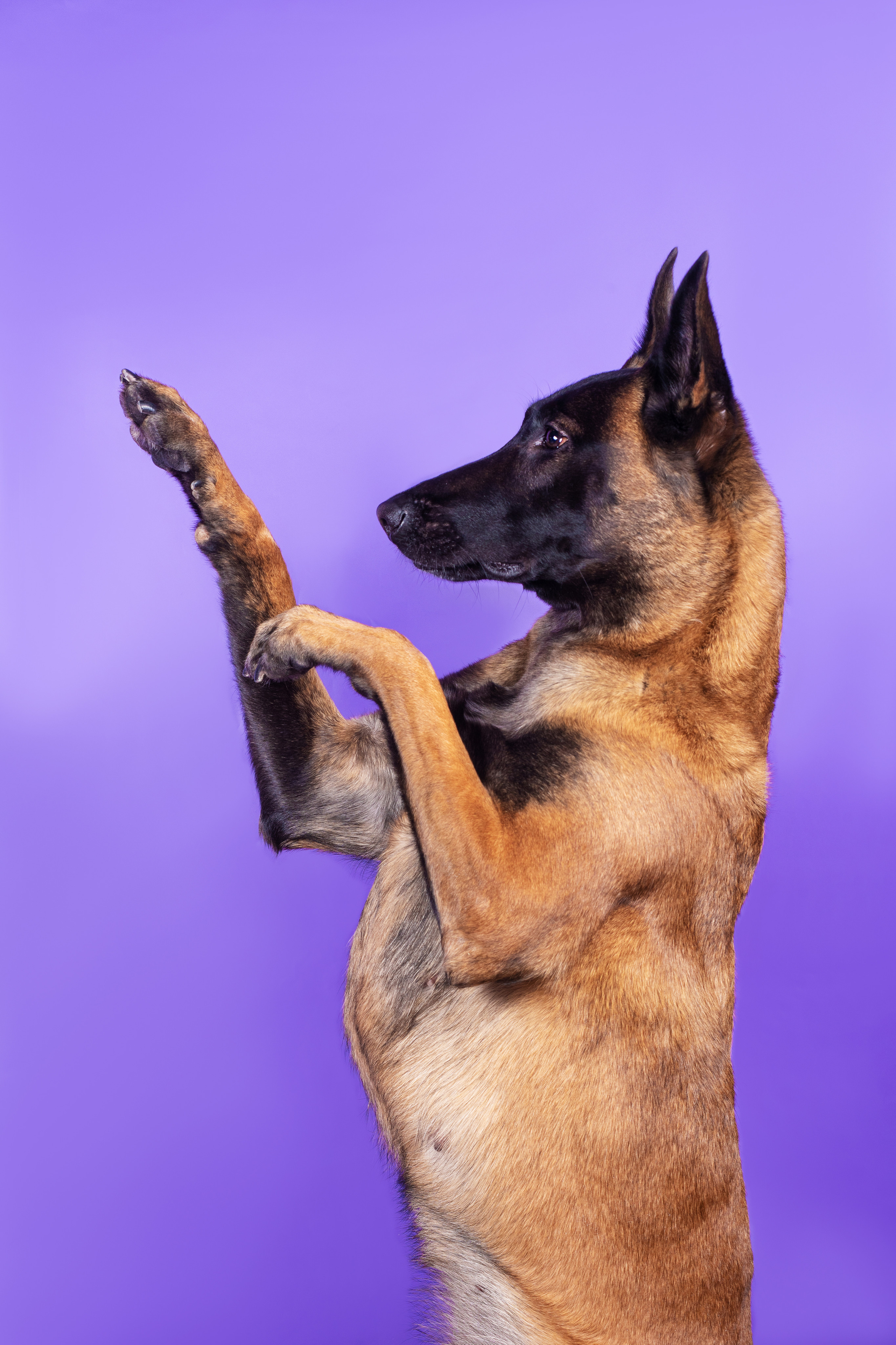 Модная малинуа. Дог-фотограф в Тюмени Александра Королева