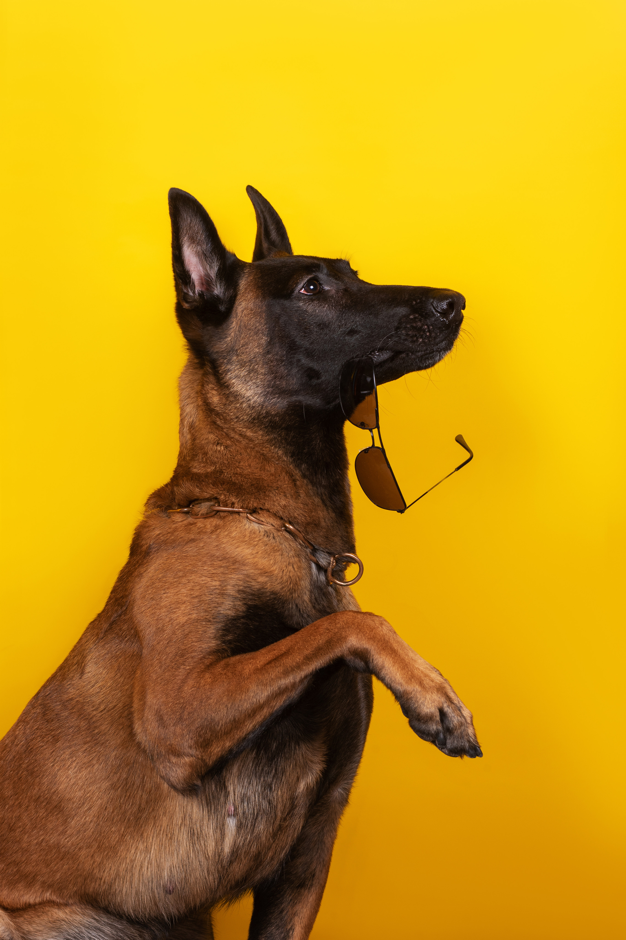 Модная малинуа. Дог-фотограф в Тюмени Александра Королева