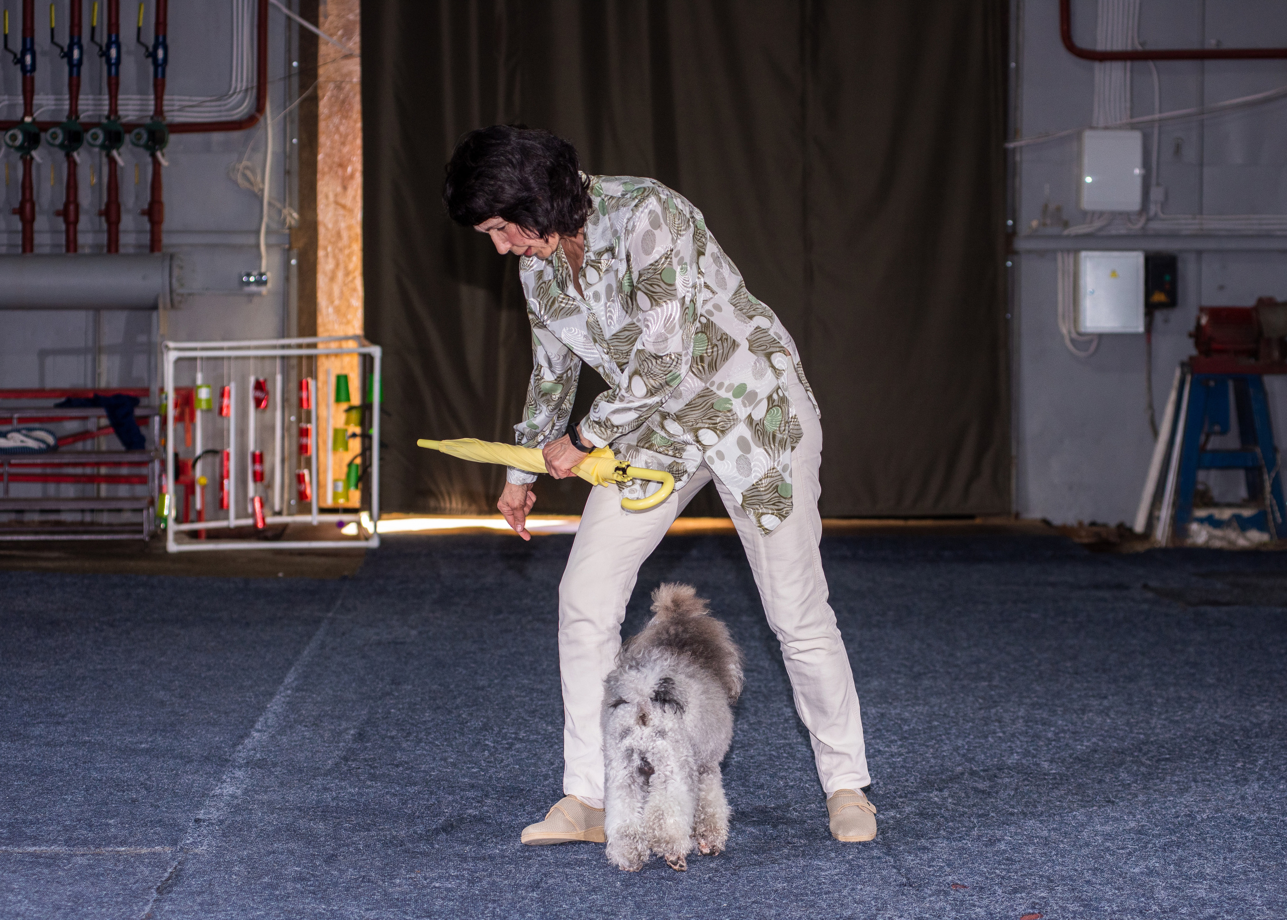 Танцы с собаками!. Дог-фотограф в Тюмени Александра Королева