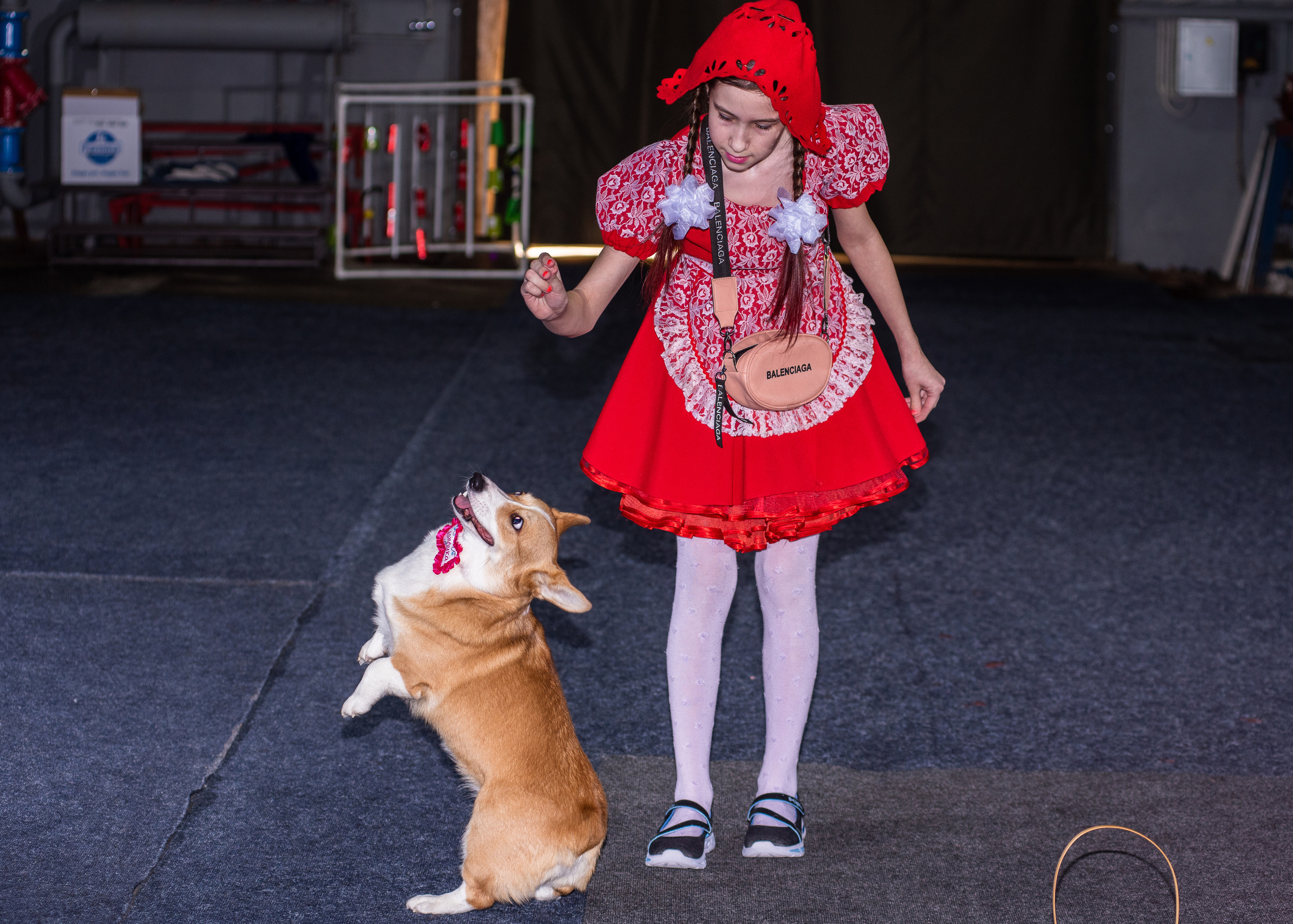 Танцы с собаками!. Дог-фотограф в Тюмени Александра Королева