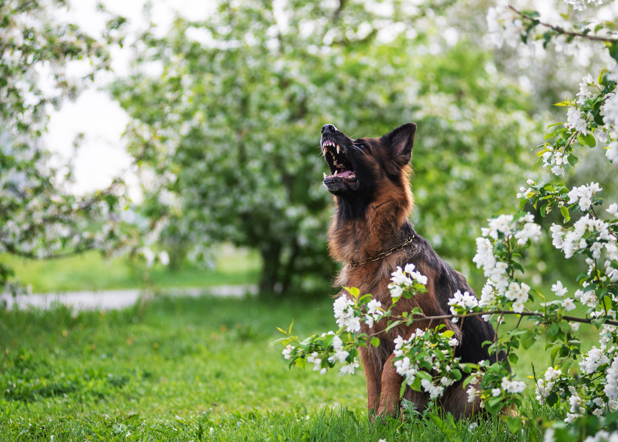 Овчарка в яблонях. Дог-фотограф в Тюмени Александра Королева