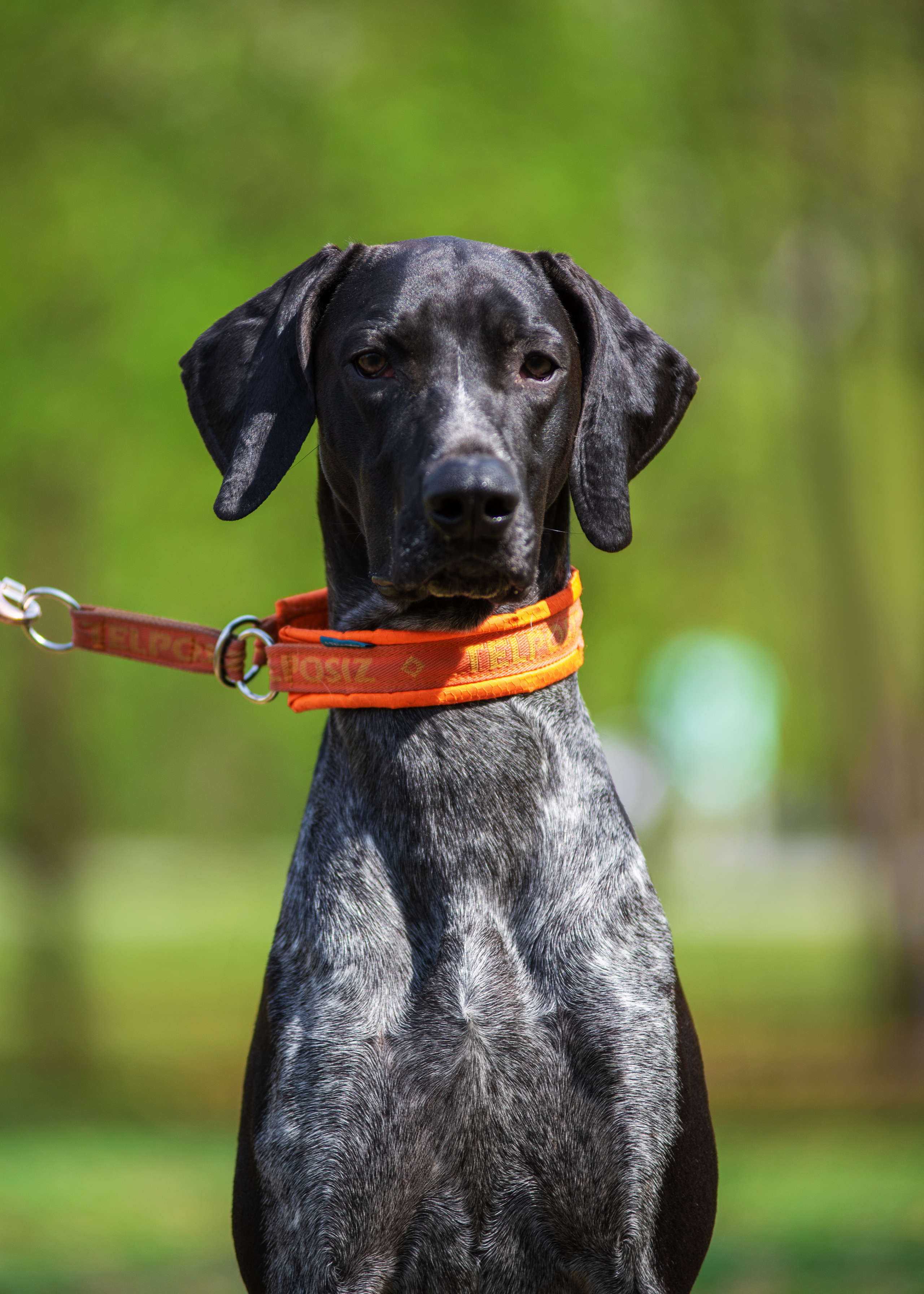 Летние пятнистые весельчаки). Дог-фотограф в Тюмени Александра Королева