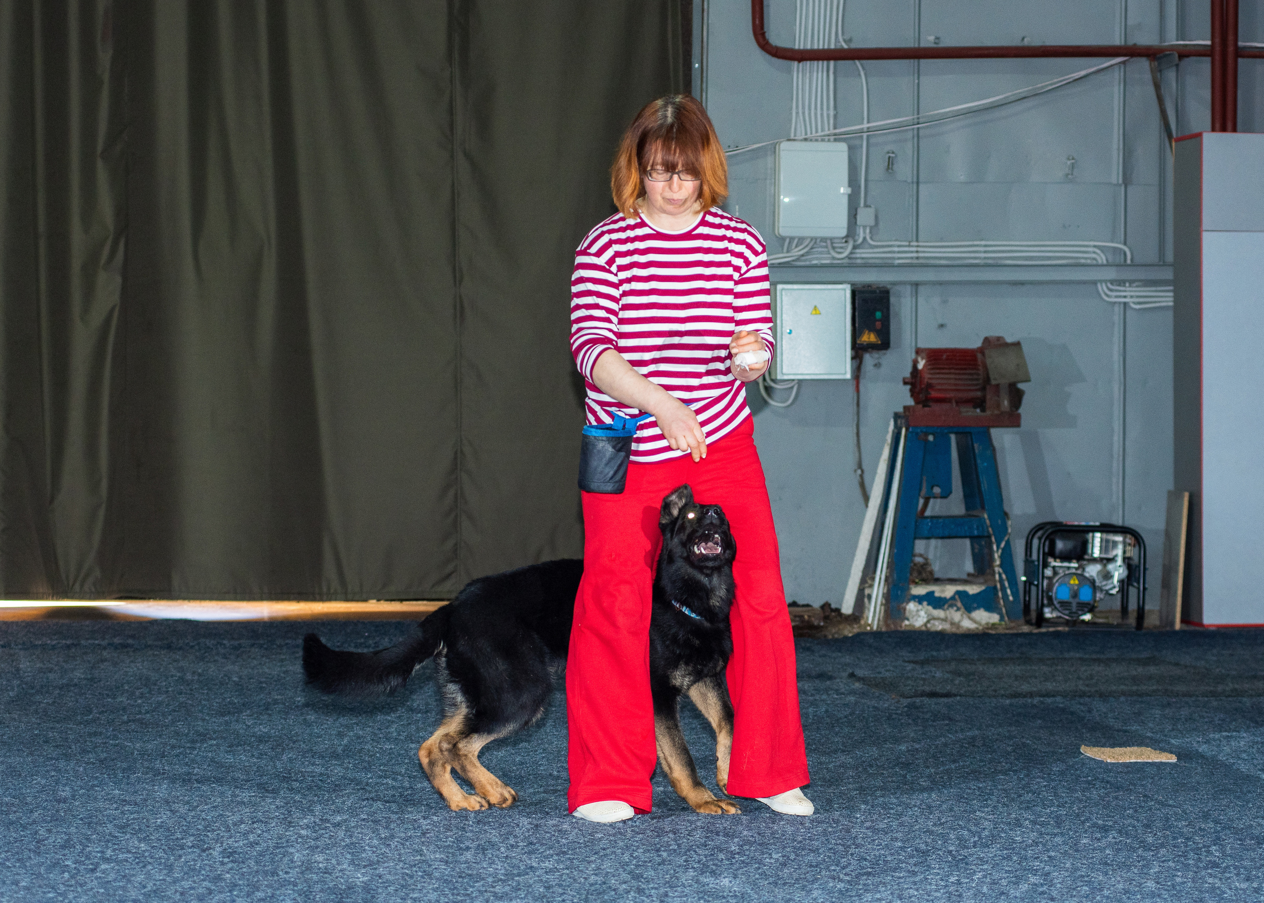 Танцы с собаками!. Дог-фотограф в Тюмени Александра Королева