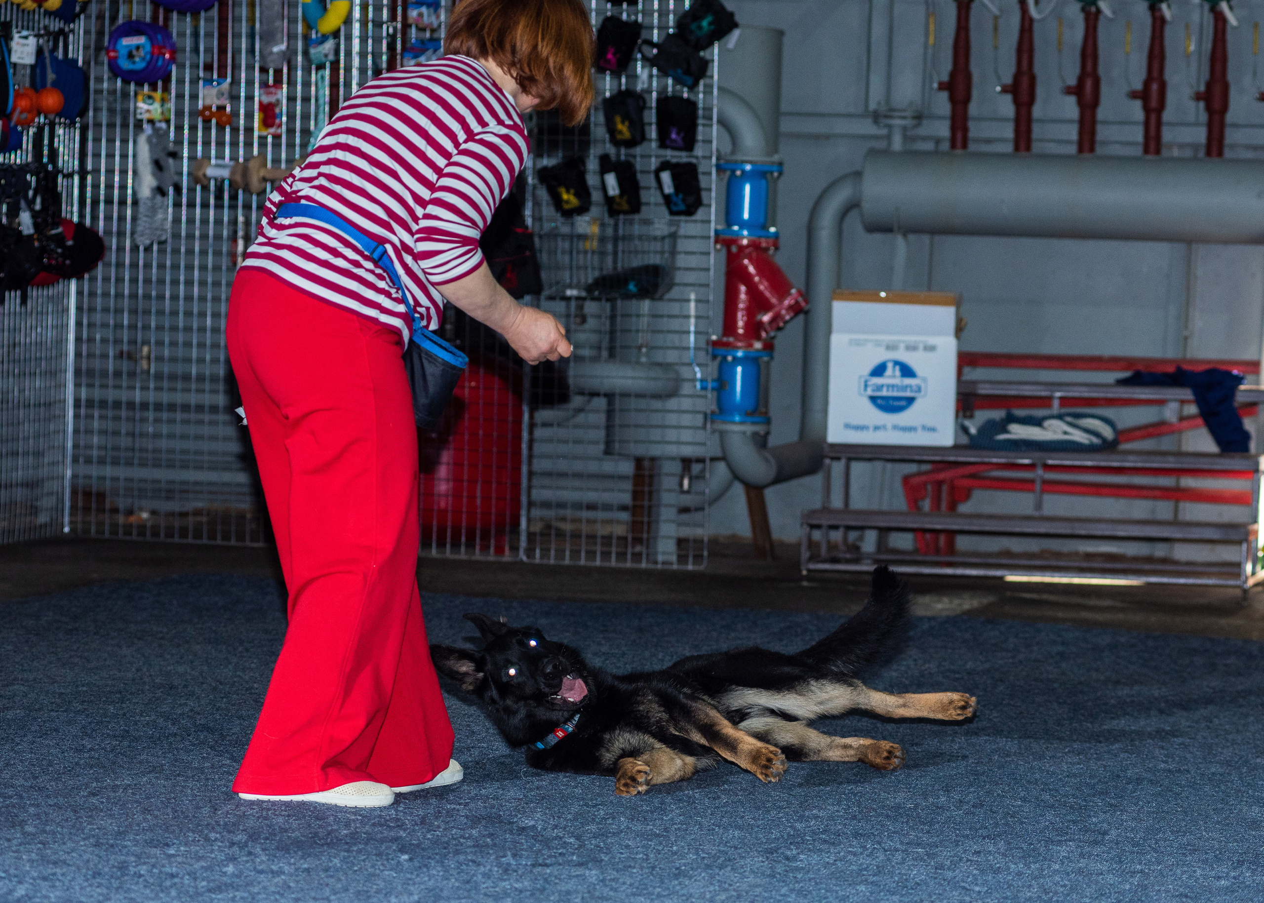 Танцы с собаками!. Дог-фотограф в Тюмени Александра Королева