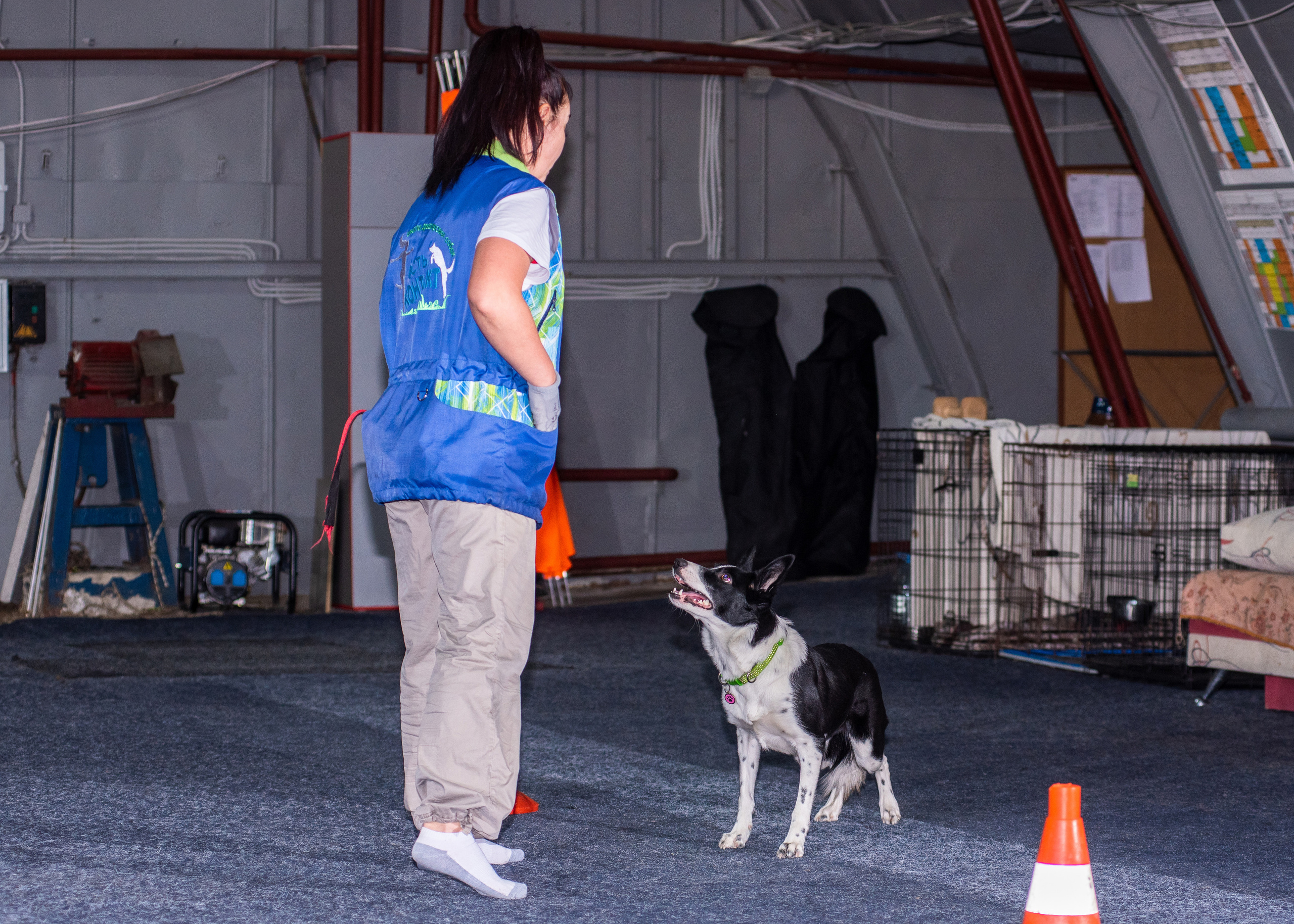 Танцы с собаками!. Дог-фотограф в Тюмени Александра Королева