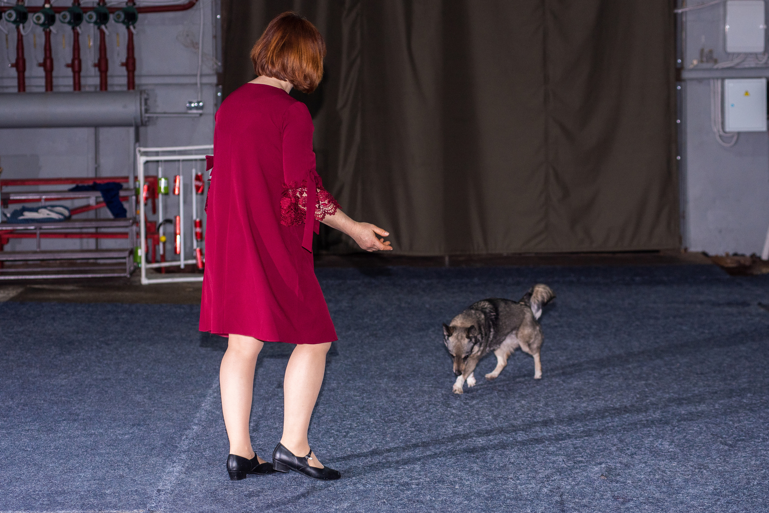 Танцы с собаками!. Дог-фотограф в Тюмени Александра Королева