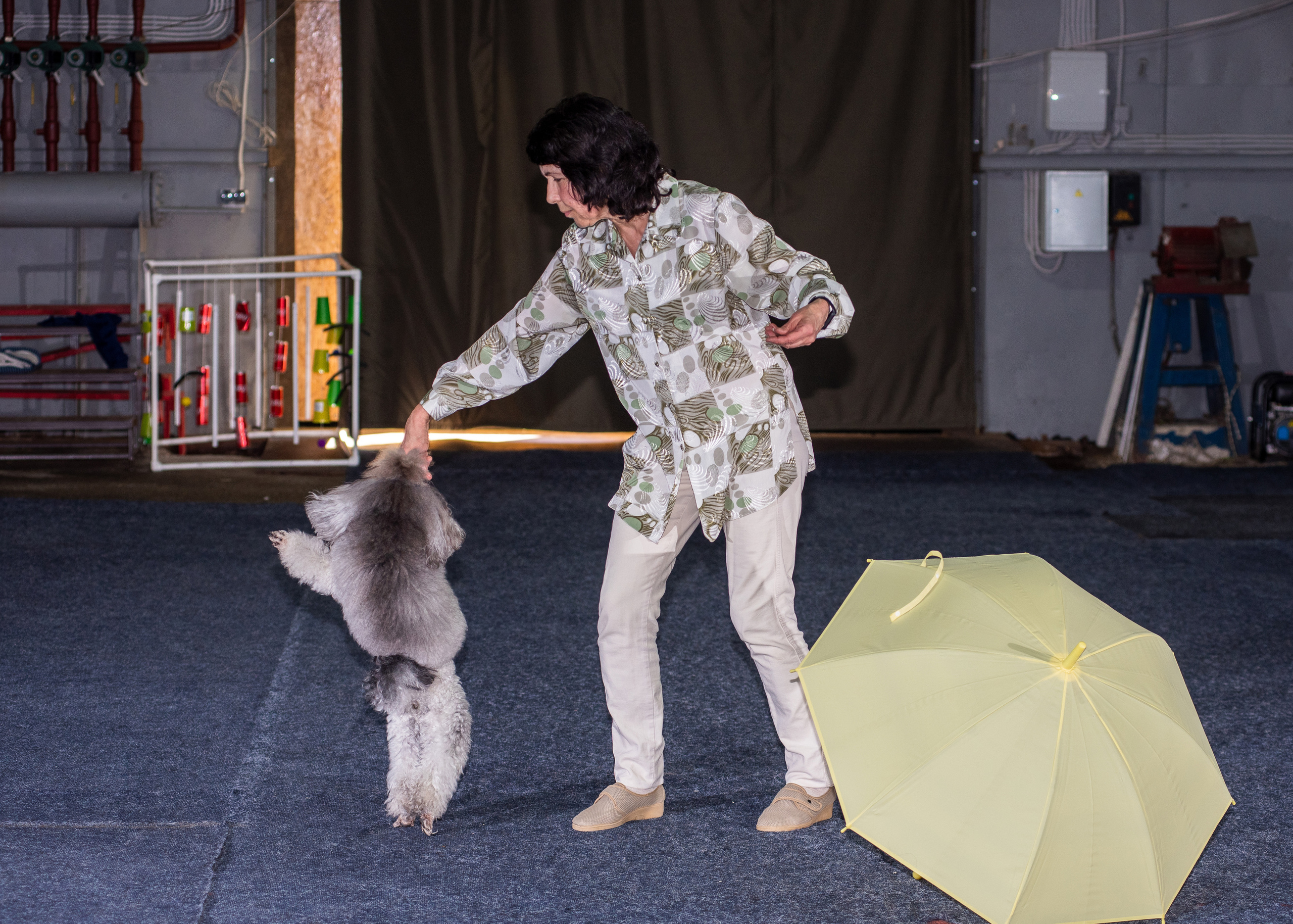 Танцы с собаками!. Дог-фотограф в Тюмени Александра Королева