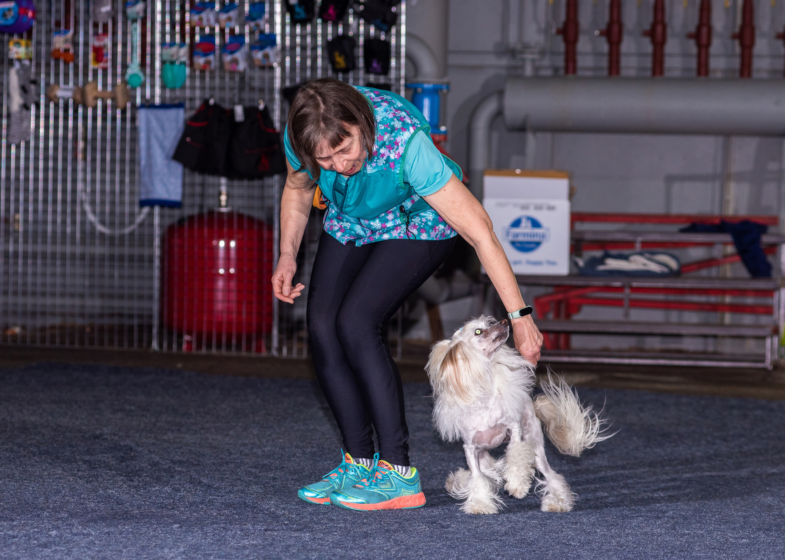 Танцы с собаками!. Дог-фотограф в Тюмени Александра Королева