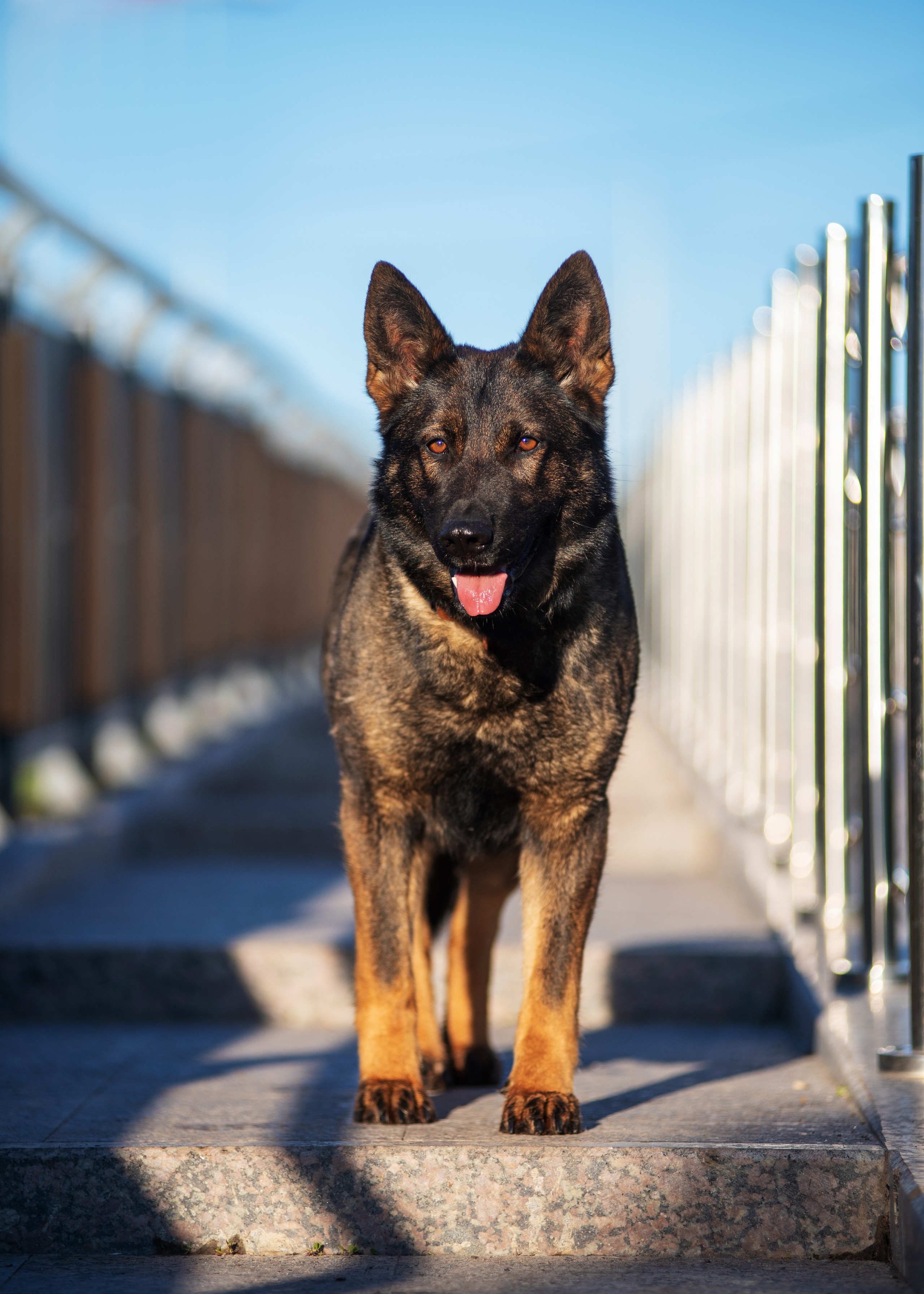Весенняя овчарка. Дог-фотограф в Тюмени Александра Королева