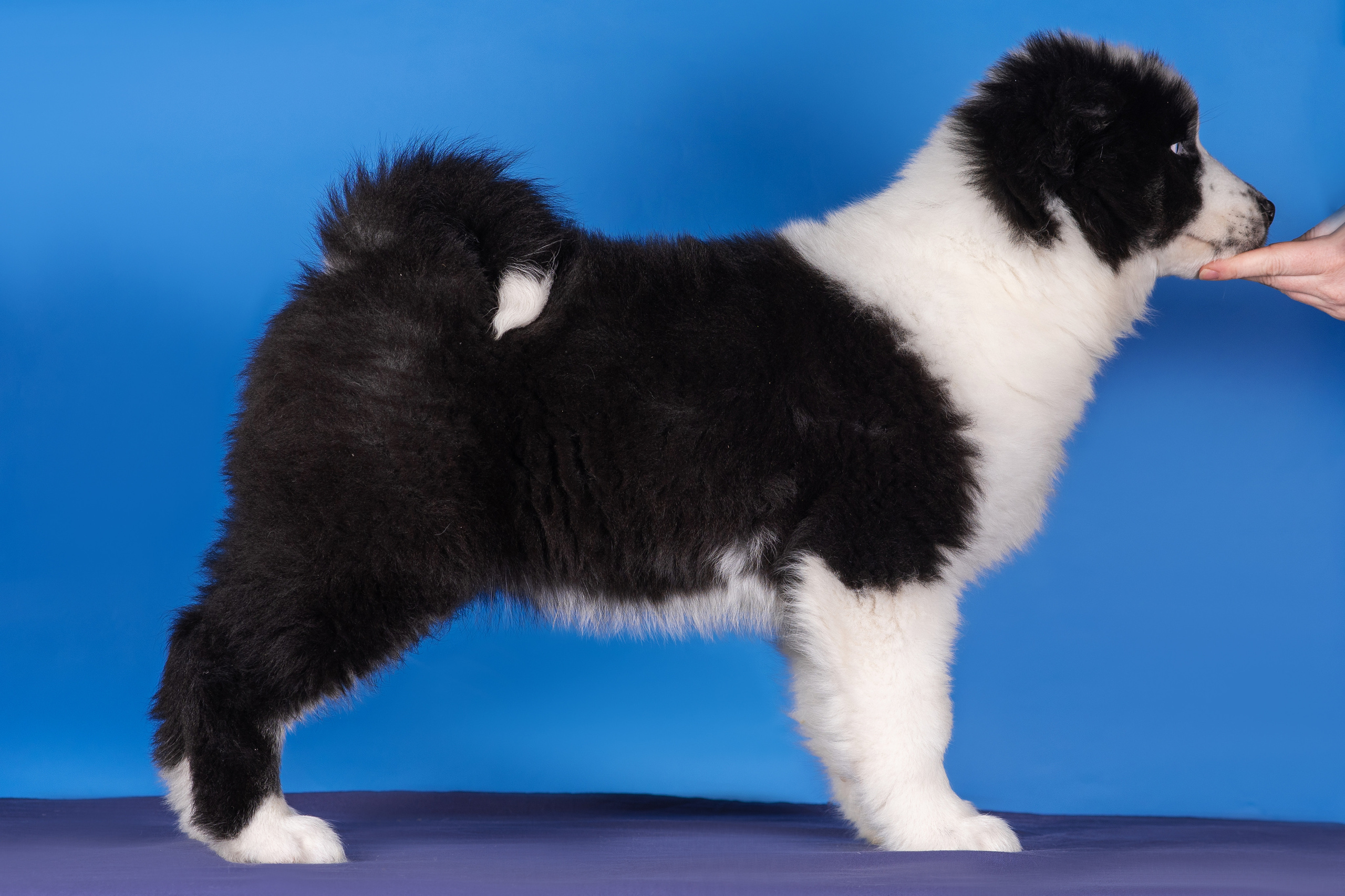 Якутята. Дог-фотограф в Тюмени Александра Королева