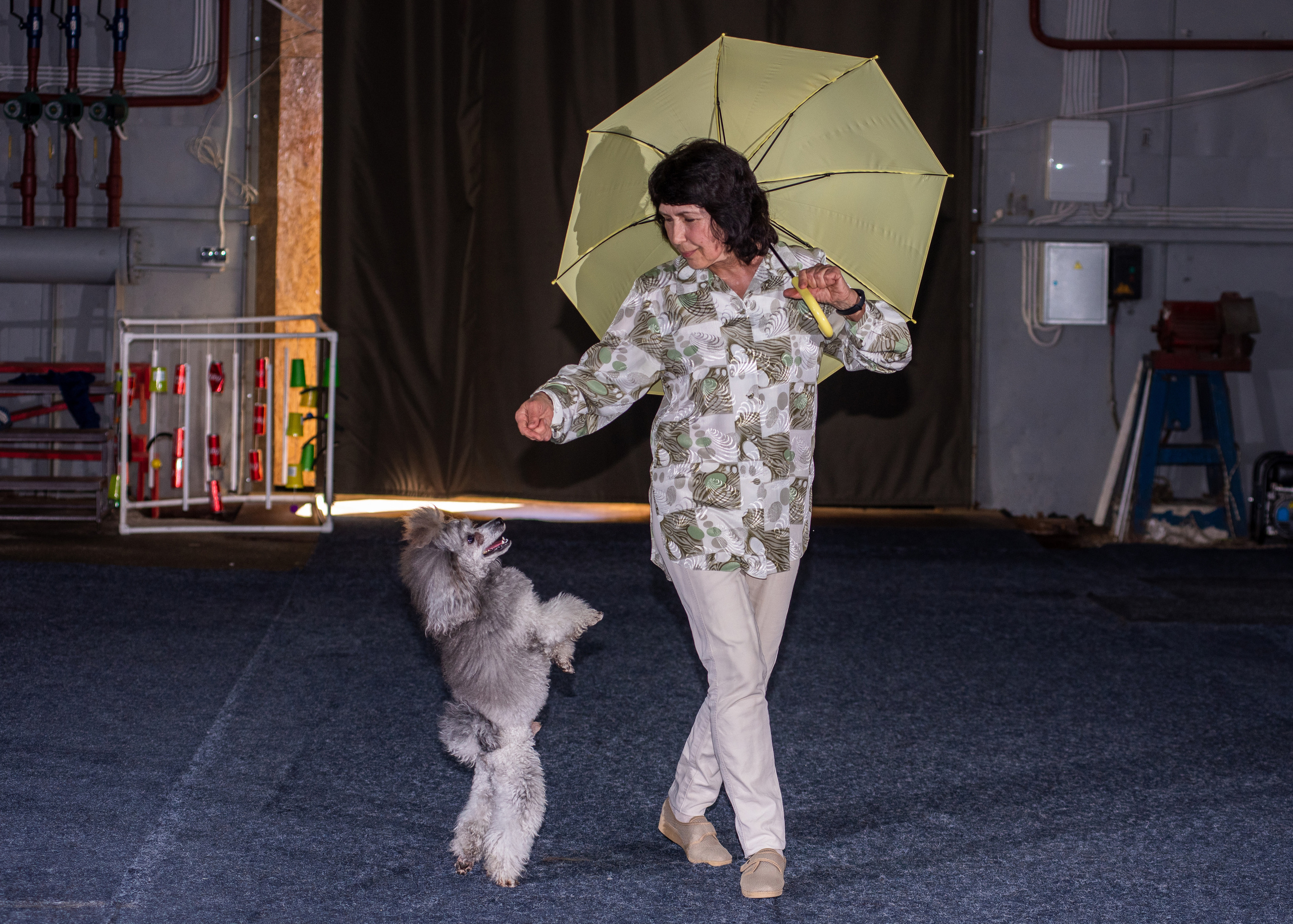 Танцы с собаками!. Дог-фотограф в Тюмени Александра Королева