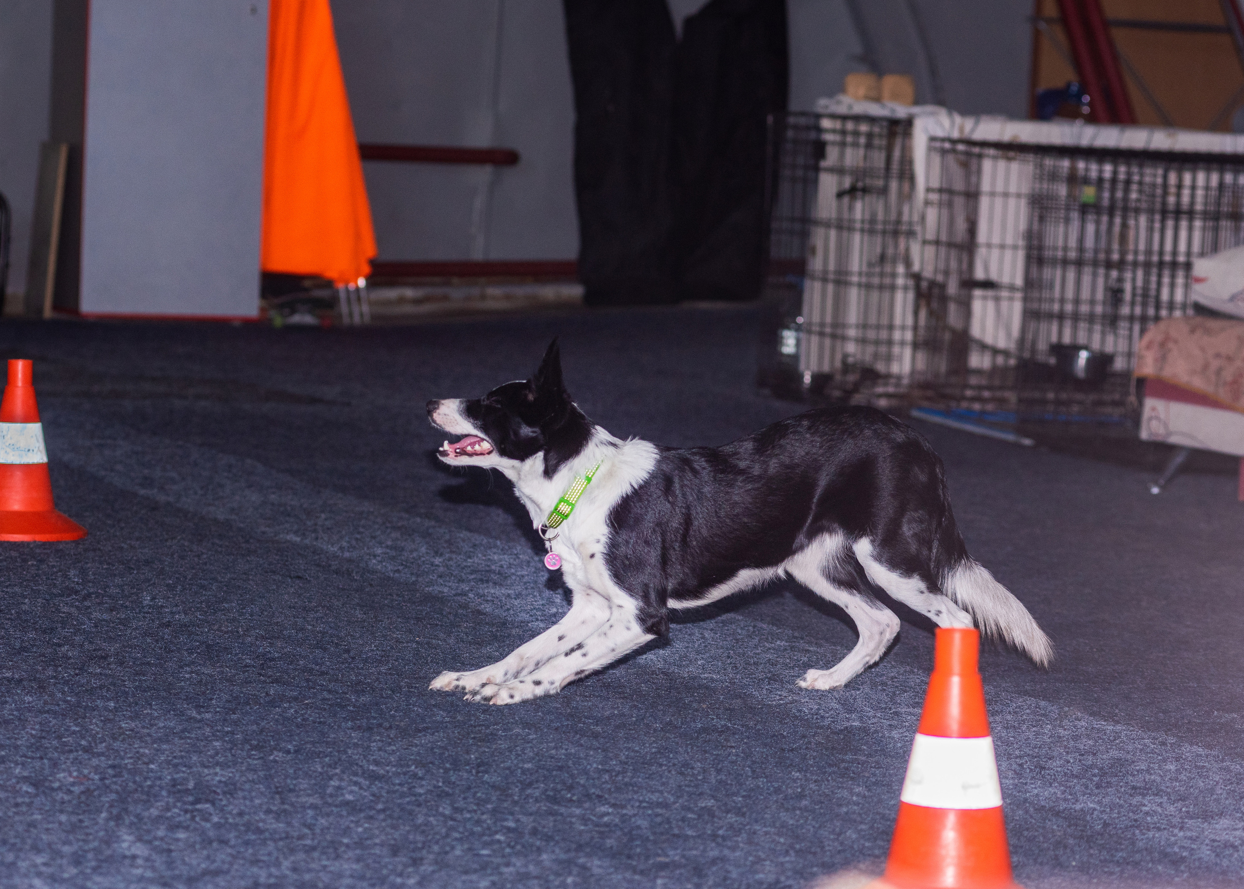 Танцы с собаками!. Дог-фотограф в Тюмени Александра Королева