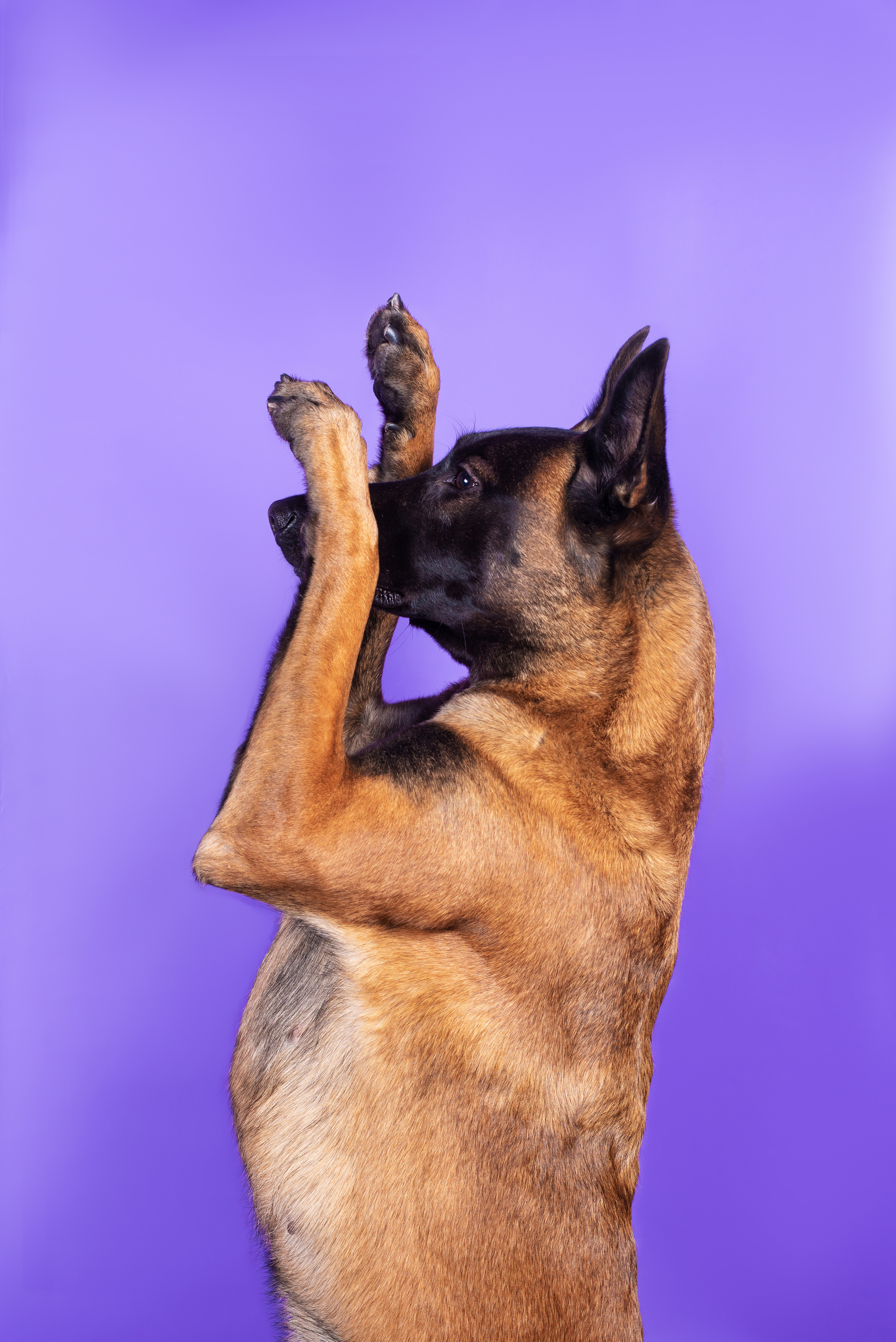 Модная малинуа. Дог-фотограф в Тюмени Александра Королева