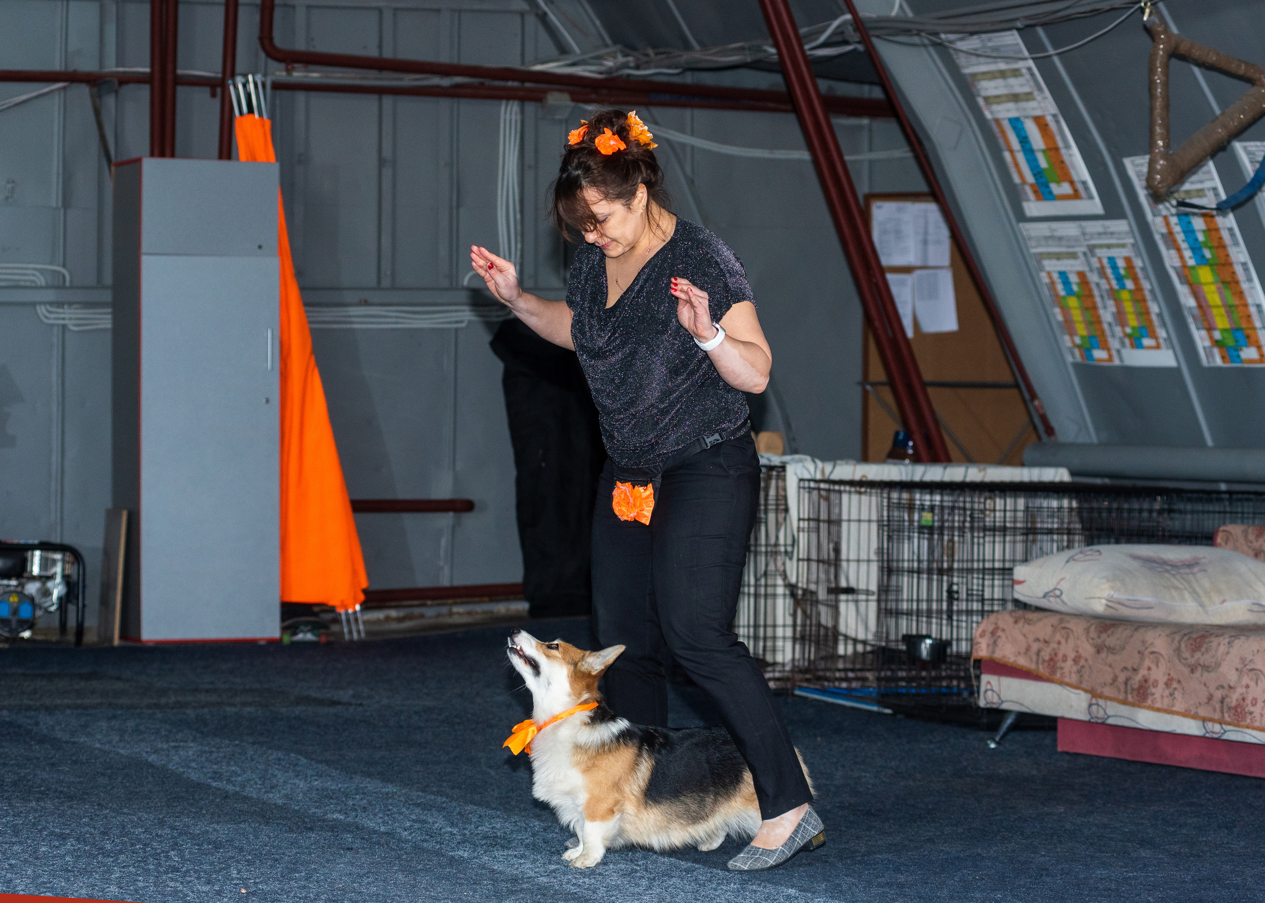 Танцы с собаками!. Дог-фотограф в Тюмени Александра Королева