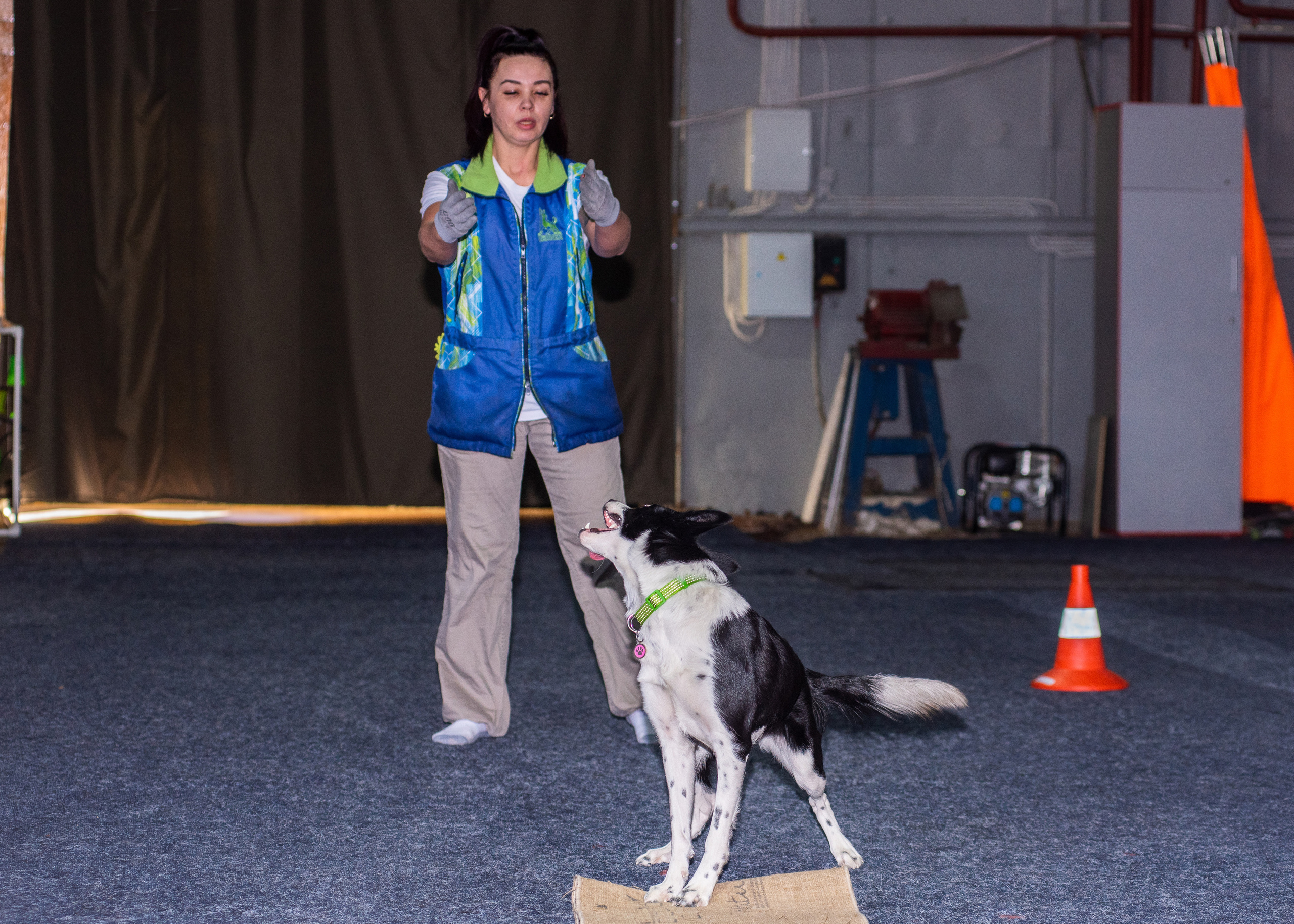 Танцы с собаками!. Дог-фотограф в Тюмени Александра Королева