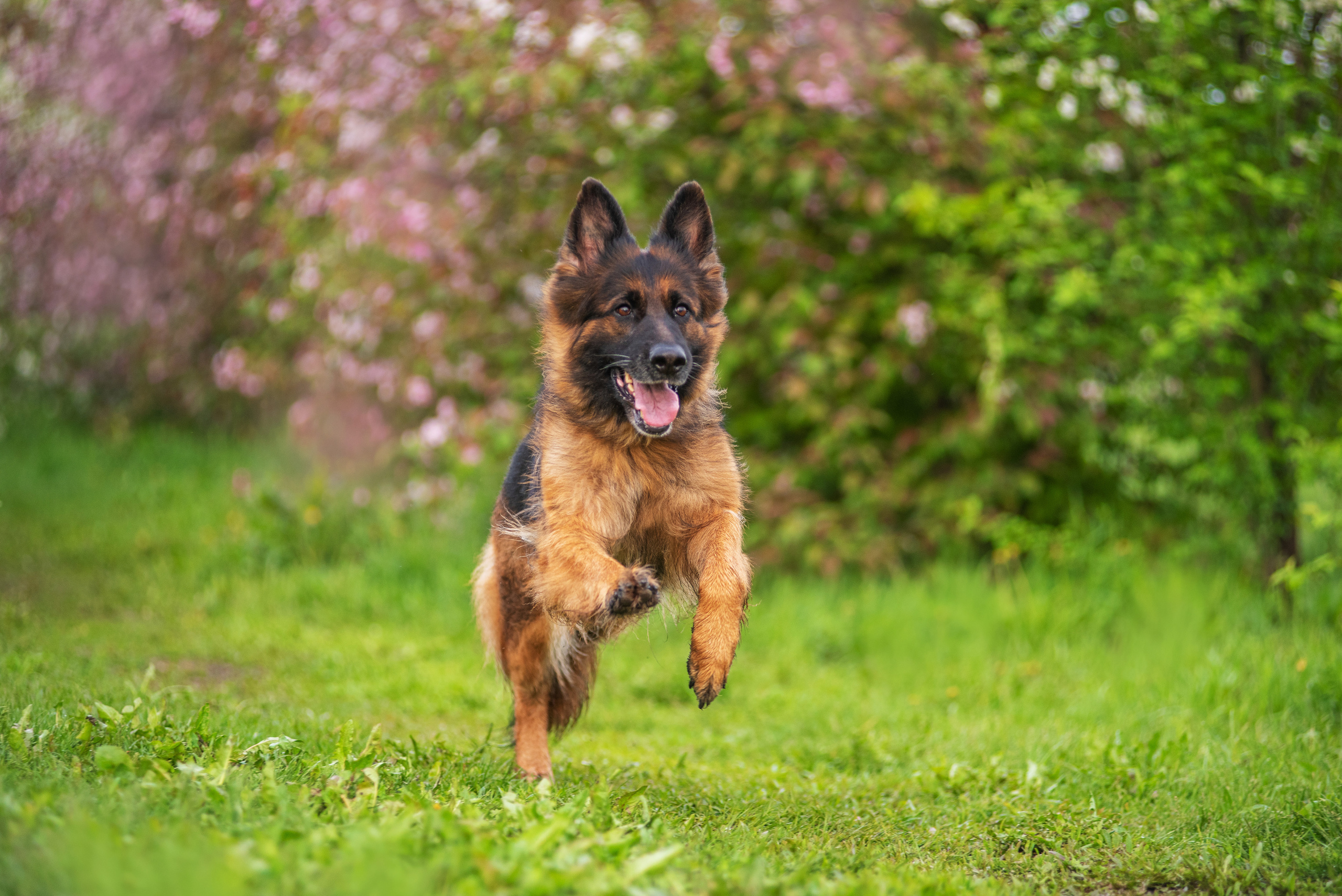 Овчарка в яблонях. Дог-фотограф в Тюмени Александра Королева