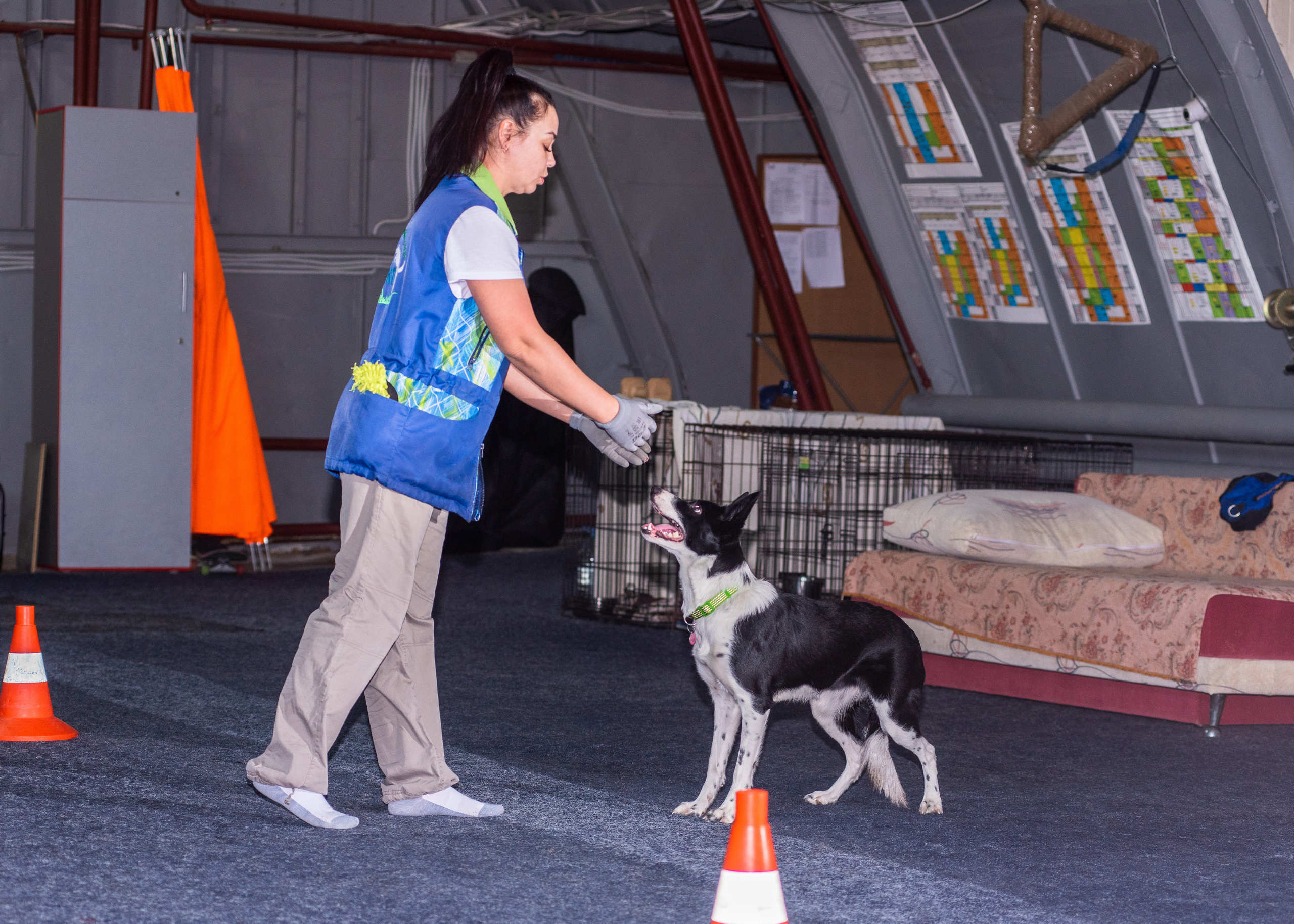 Танцы с собаками!. Дог-фотограф в Тюмени Александра Королева