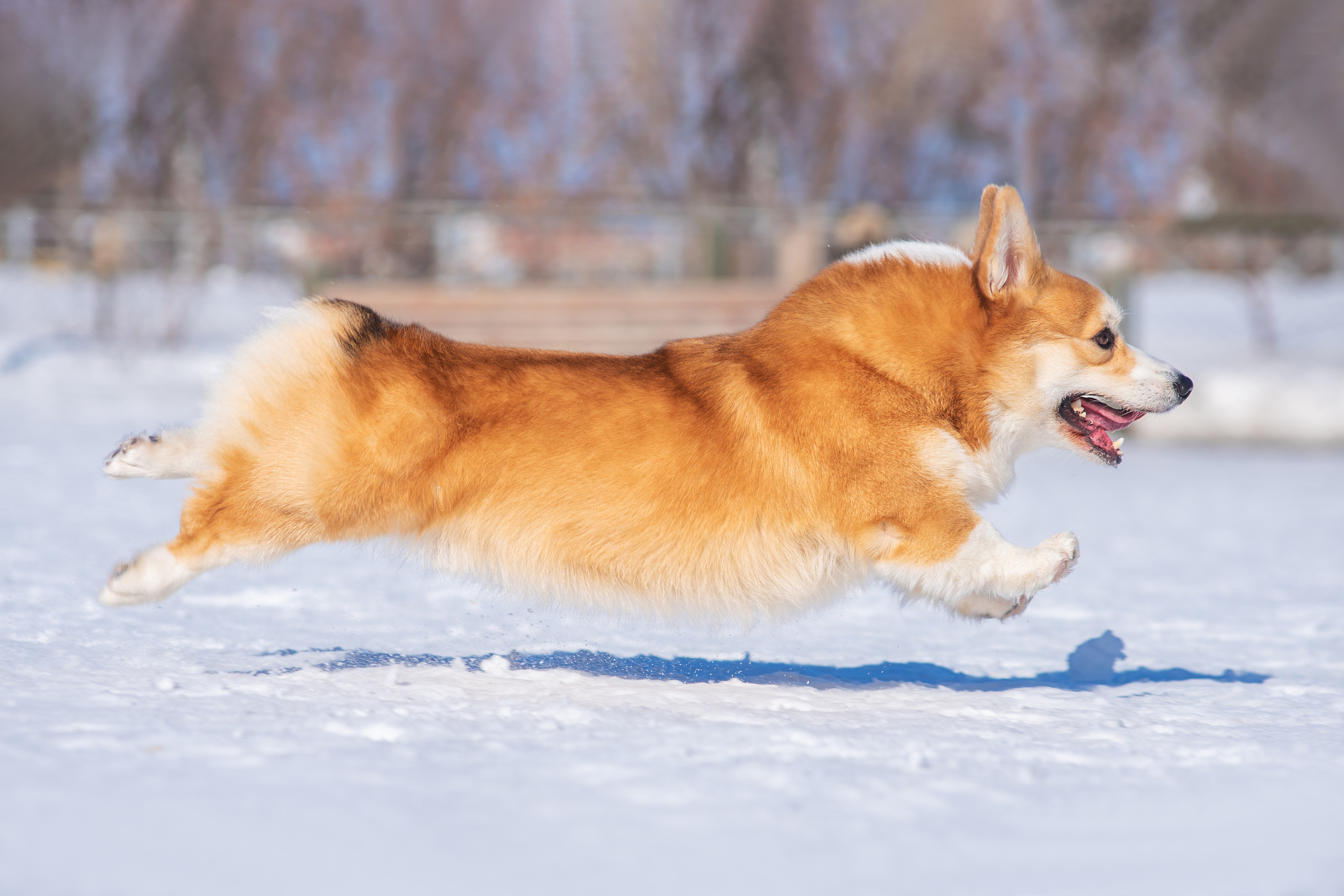 Коржик. Дог-фотограф в Тюмени Александра Королева
