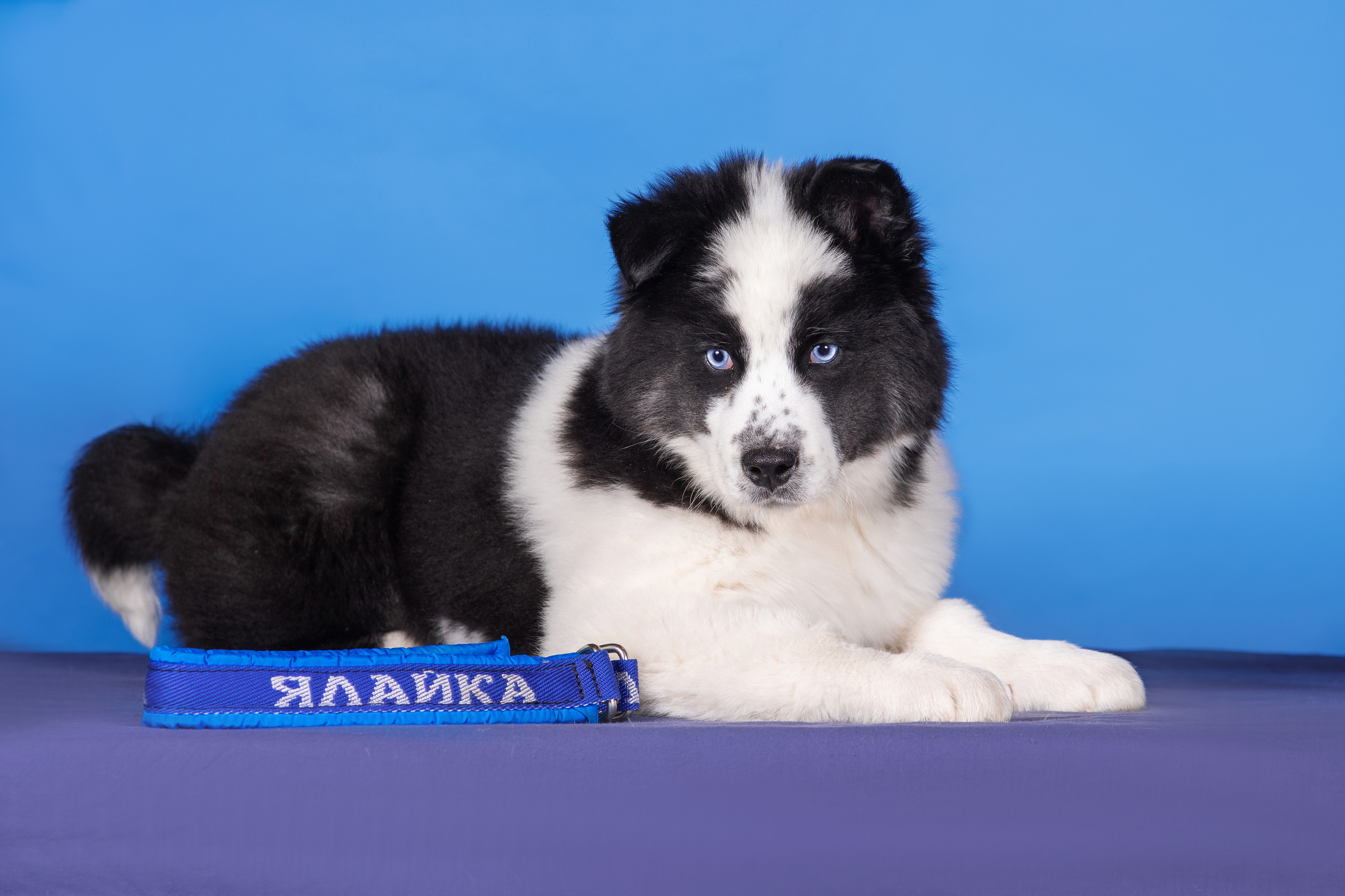 Якутята. Дог-фотограф в Тюмени Александра Королева